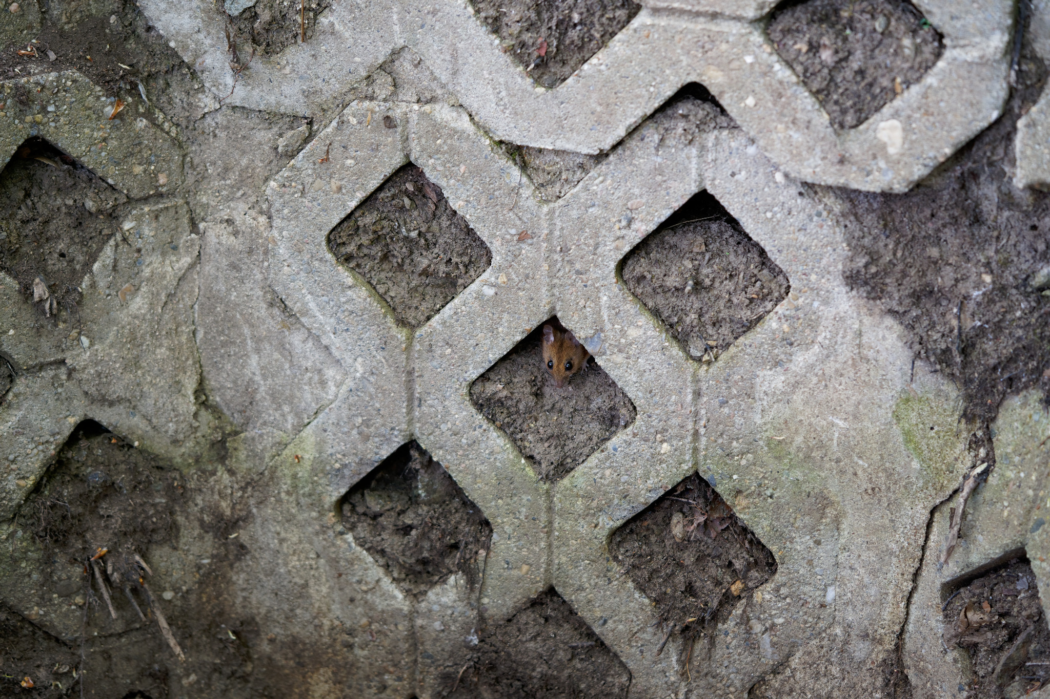 Kleine Maus an der Hofwiese