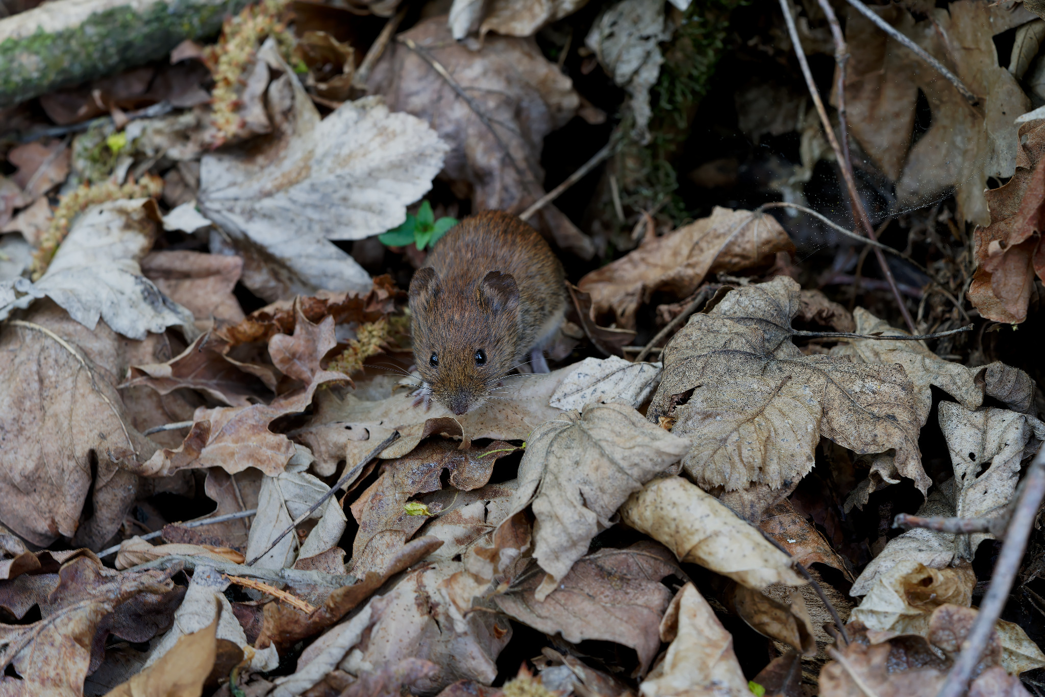 Kleine Maus an der Hofwiese