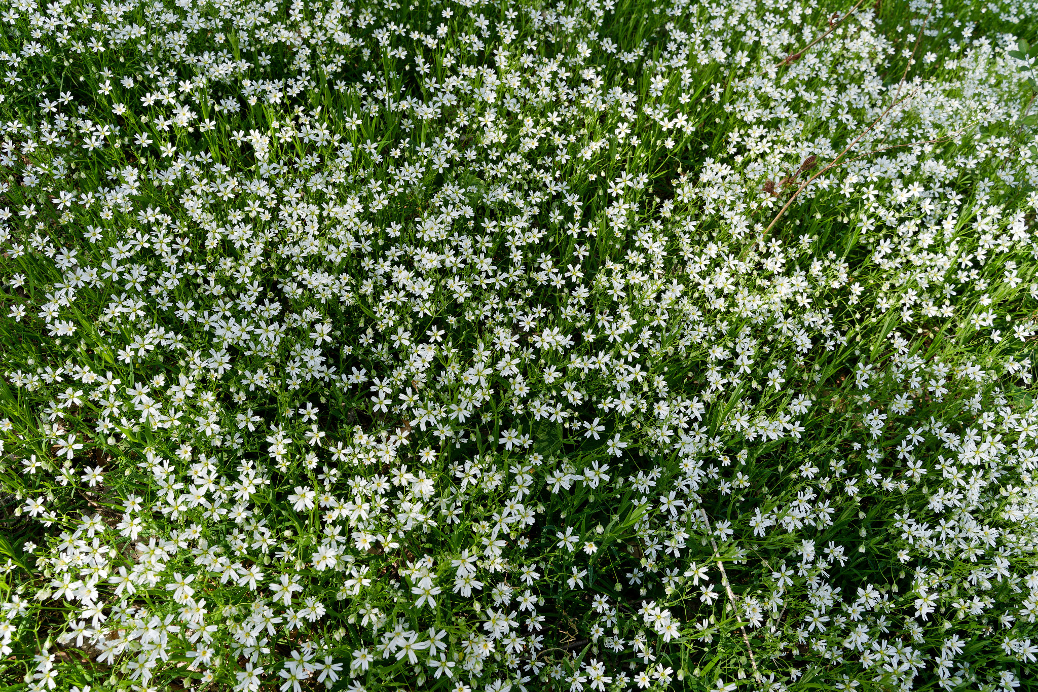 Weiße Blümchen an der Hofwiese