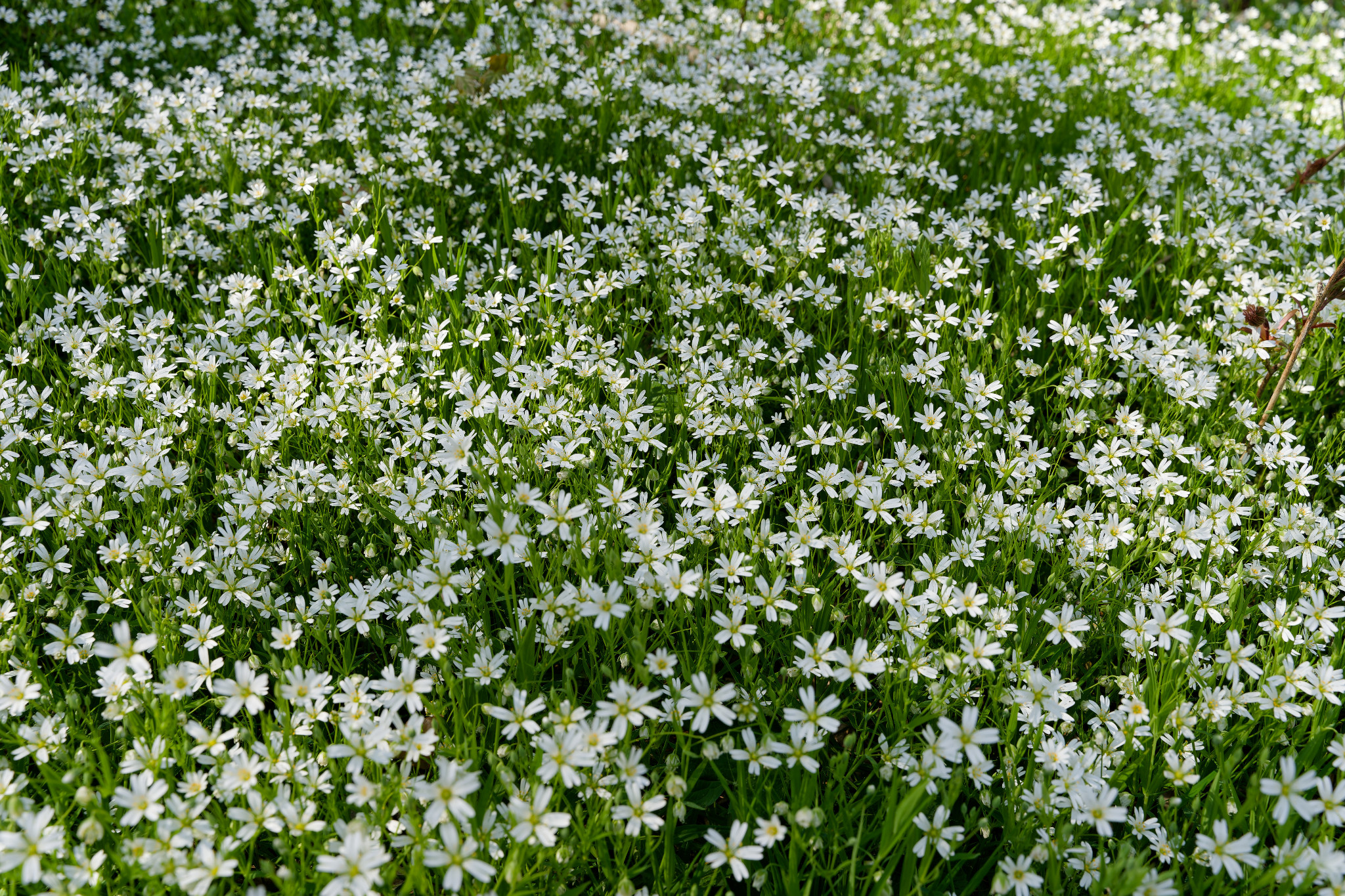 Weiße Blümchen an der Hofwiese