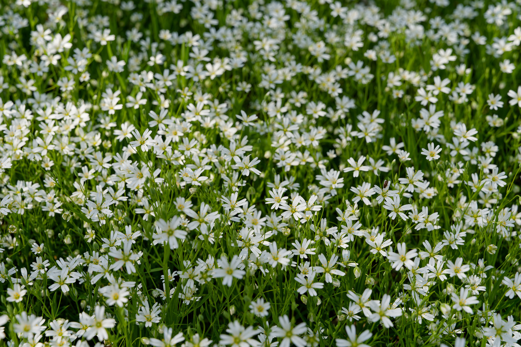 Weiße Blümchen an der Hofwiese