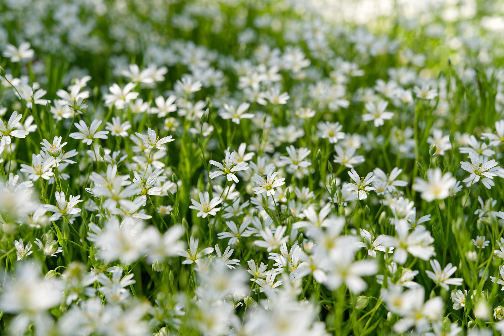 Weiße Blümchen an der Hofwiese
