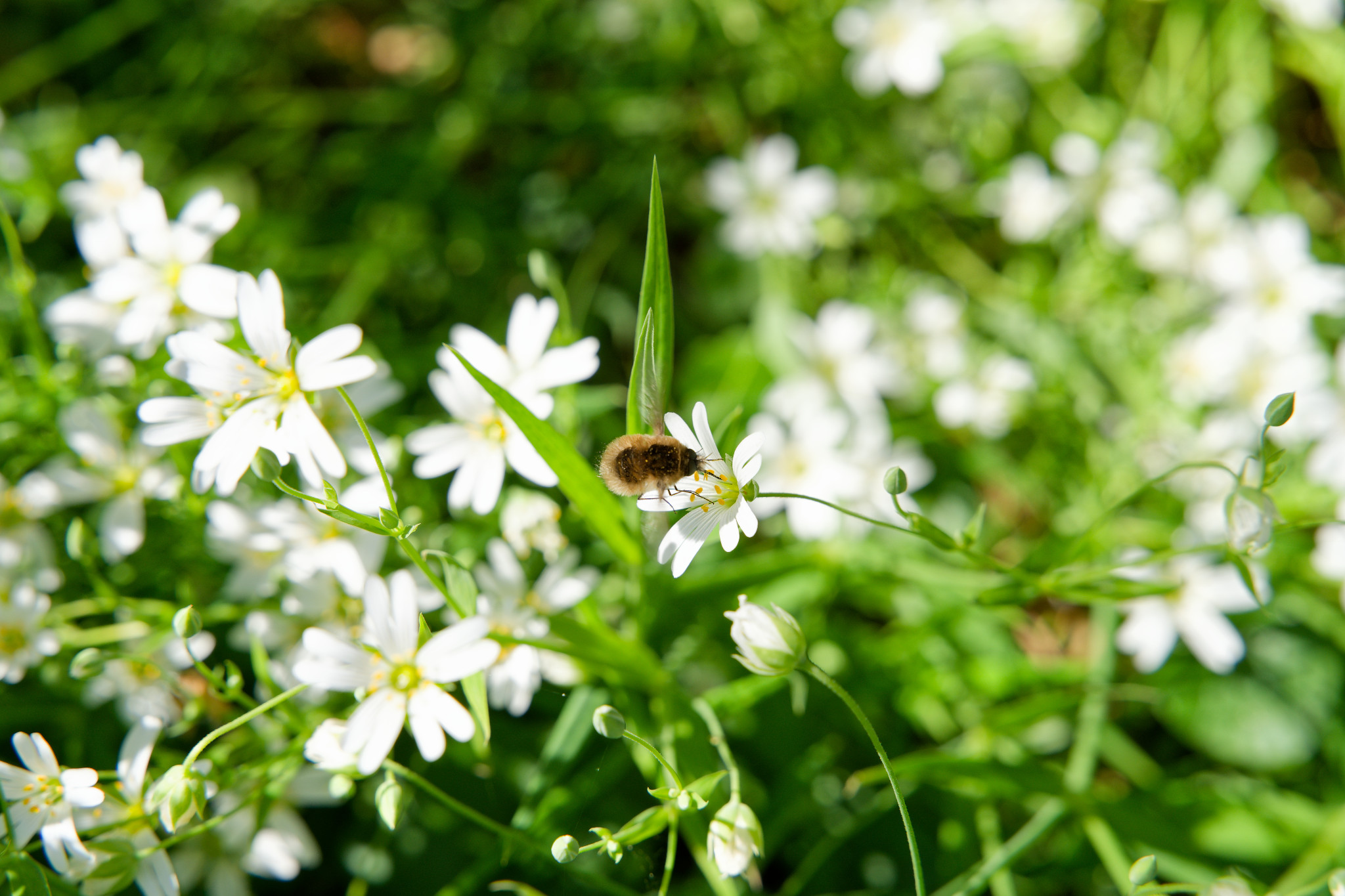 Weiße Blümchen an der Hofwiese
