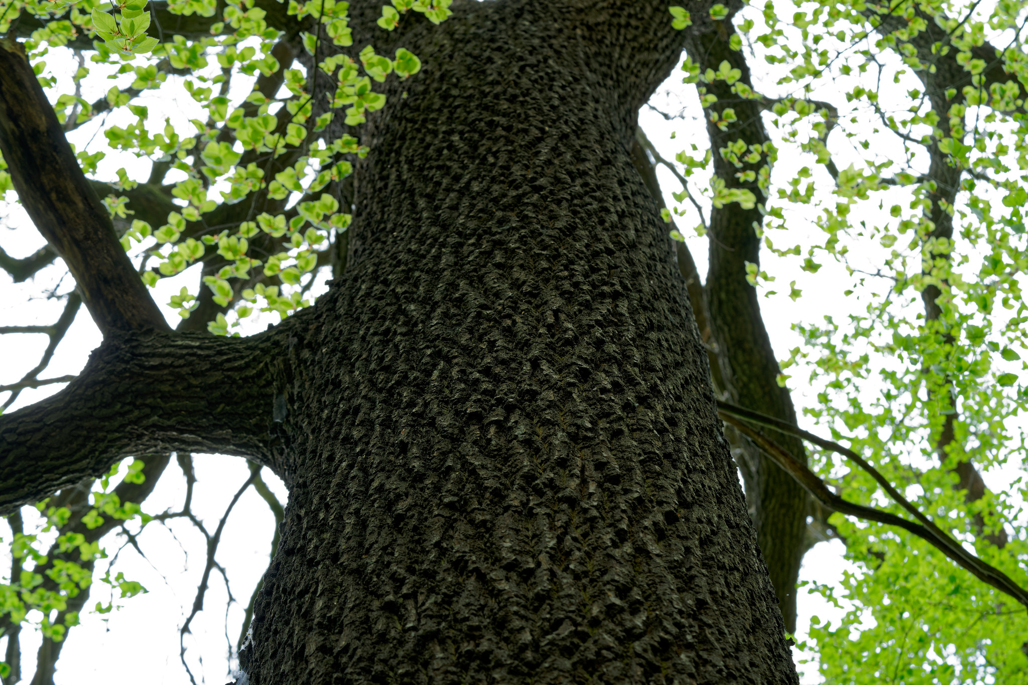 Braunsdorf, Zschopau, Wald und Wiese - April 2020