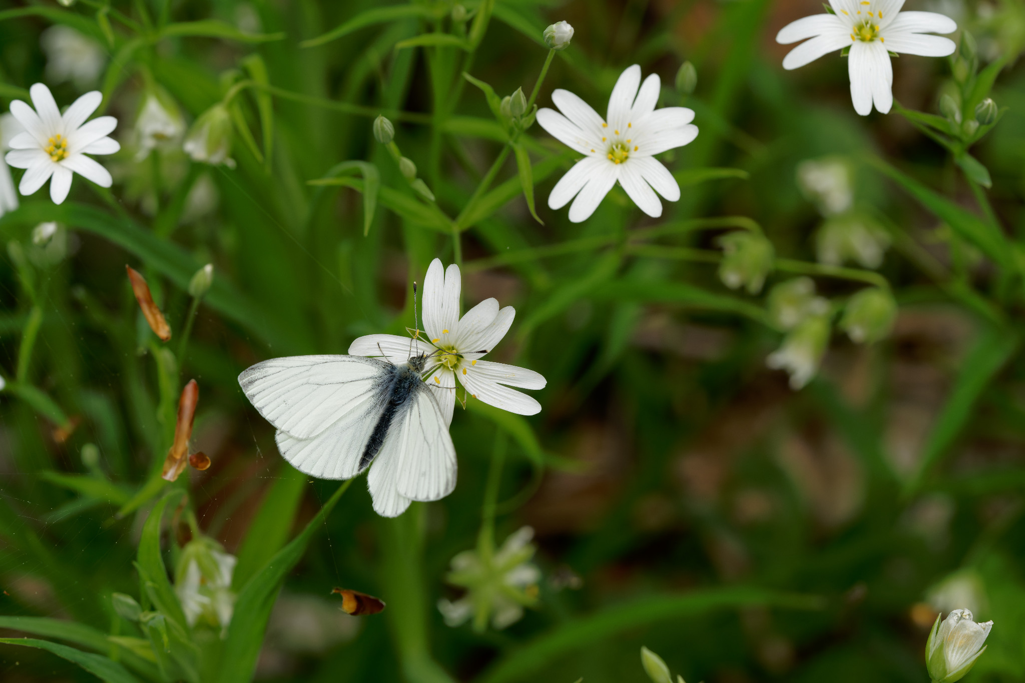 Braunsdorf, Zschopau, Wald und Wiese - April 2020