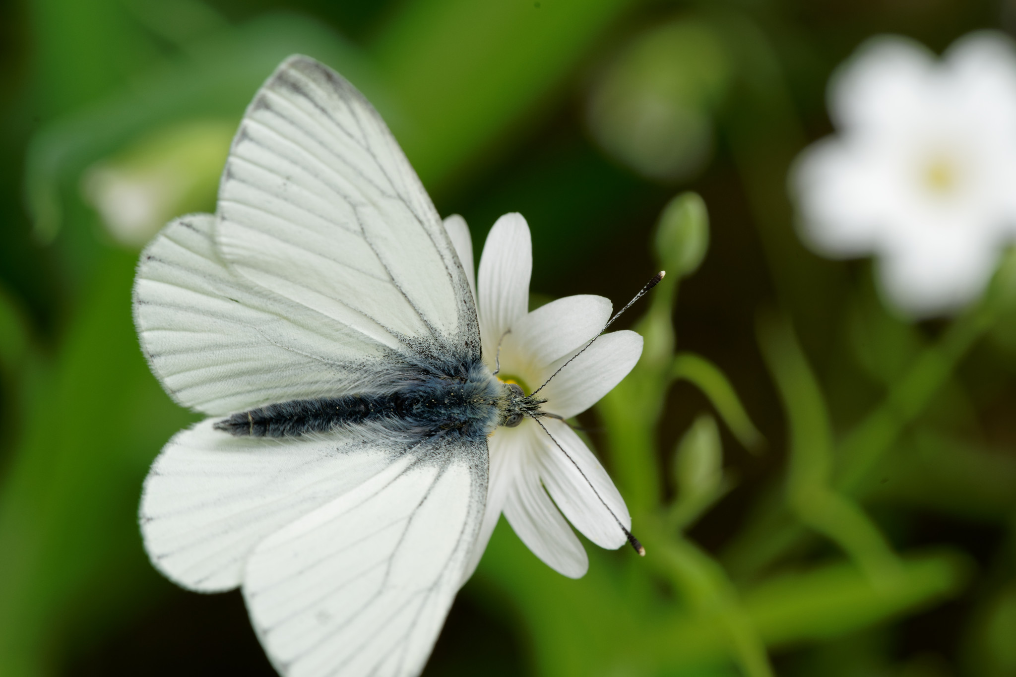 Braunsdorf, Zschopau, Wald und Wiese - April 2020