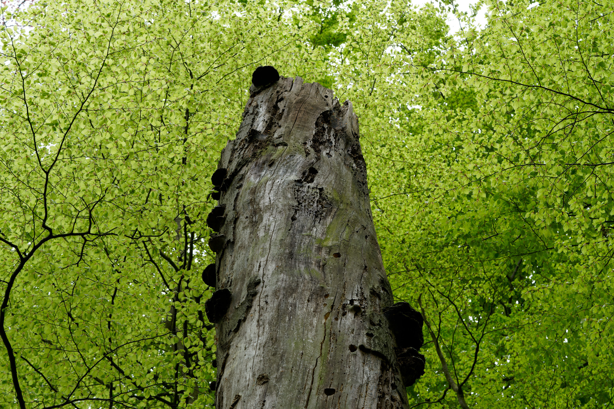 Braunsdorf, Zschopau, Wald und Wiese - April 2020