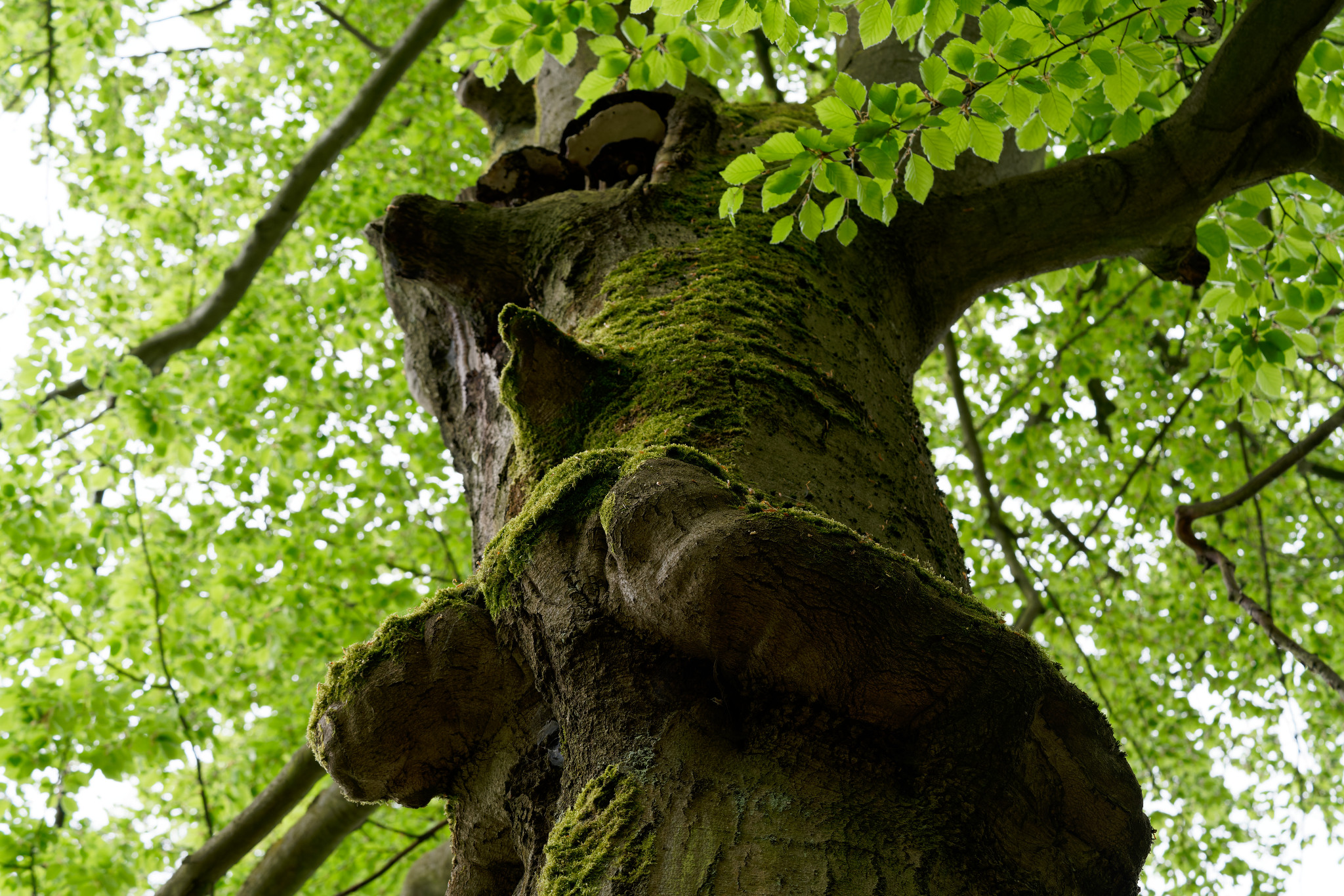 Braunsdorf, Zschopau, Wald und Wiese - April 2020