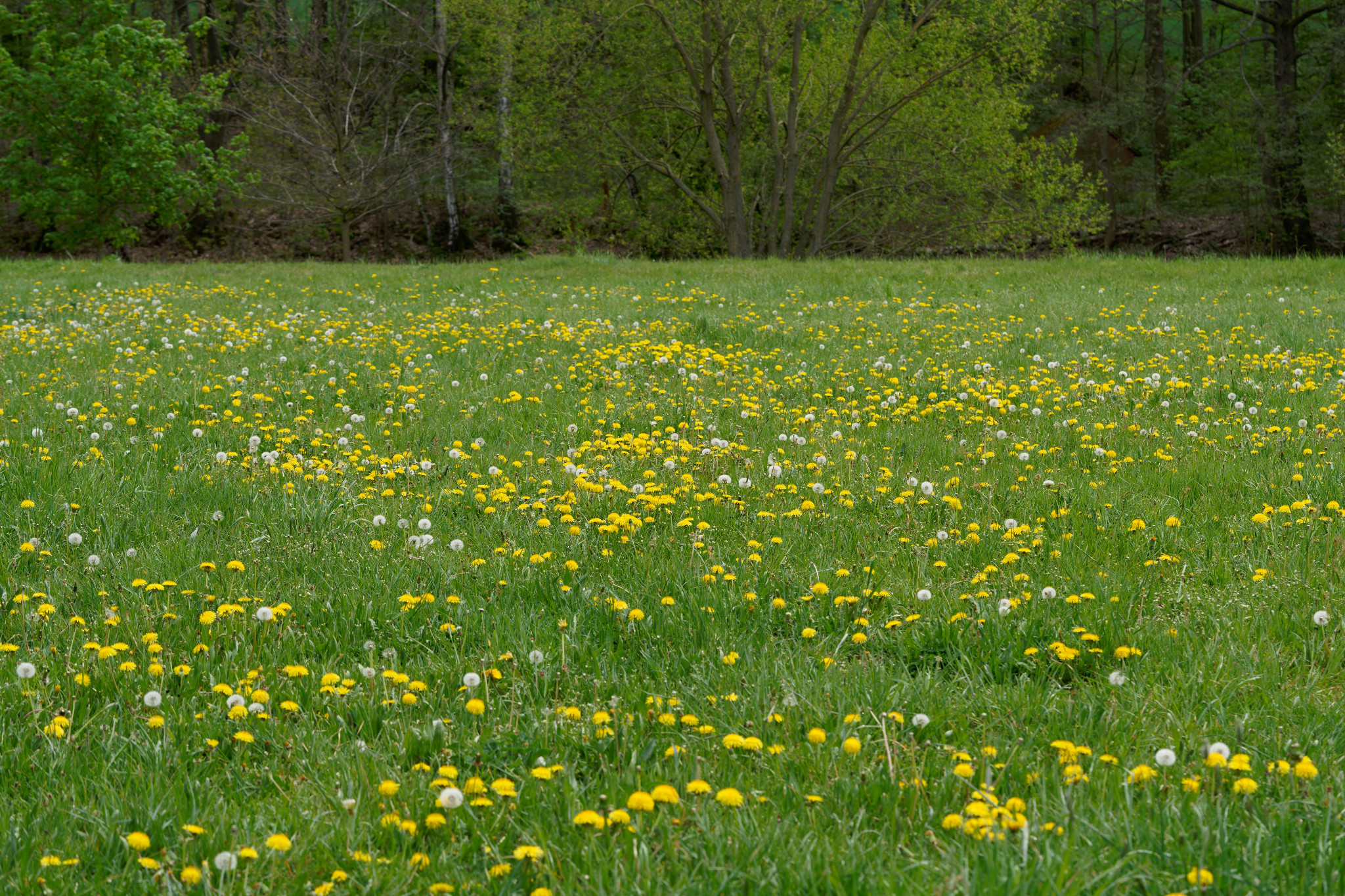 Braunsdorf, Zschopau, Wald und Wiese - April 2020
