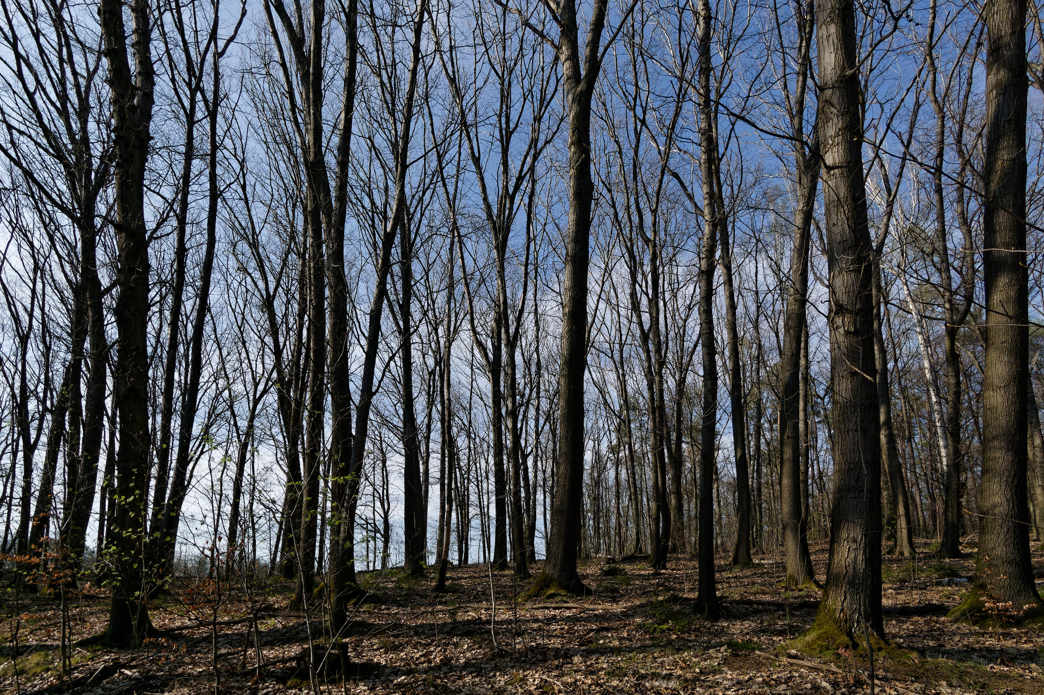 Buchenwald bei Braunsdorf