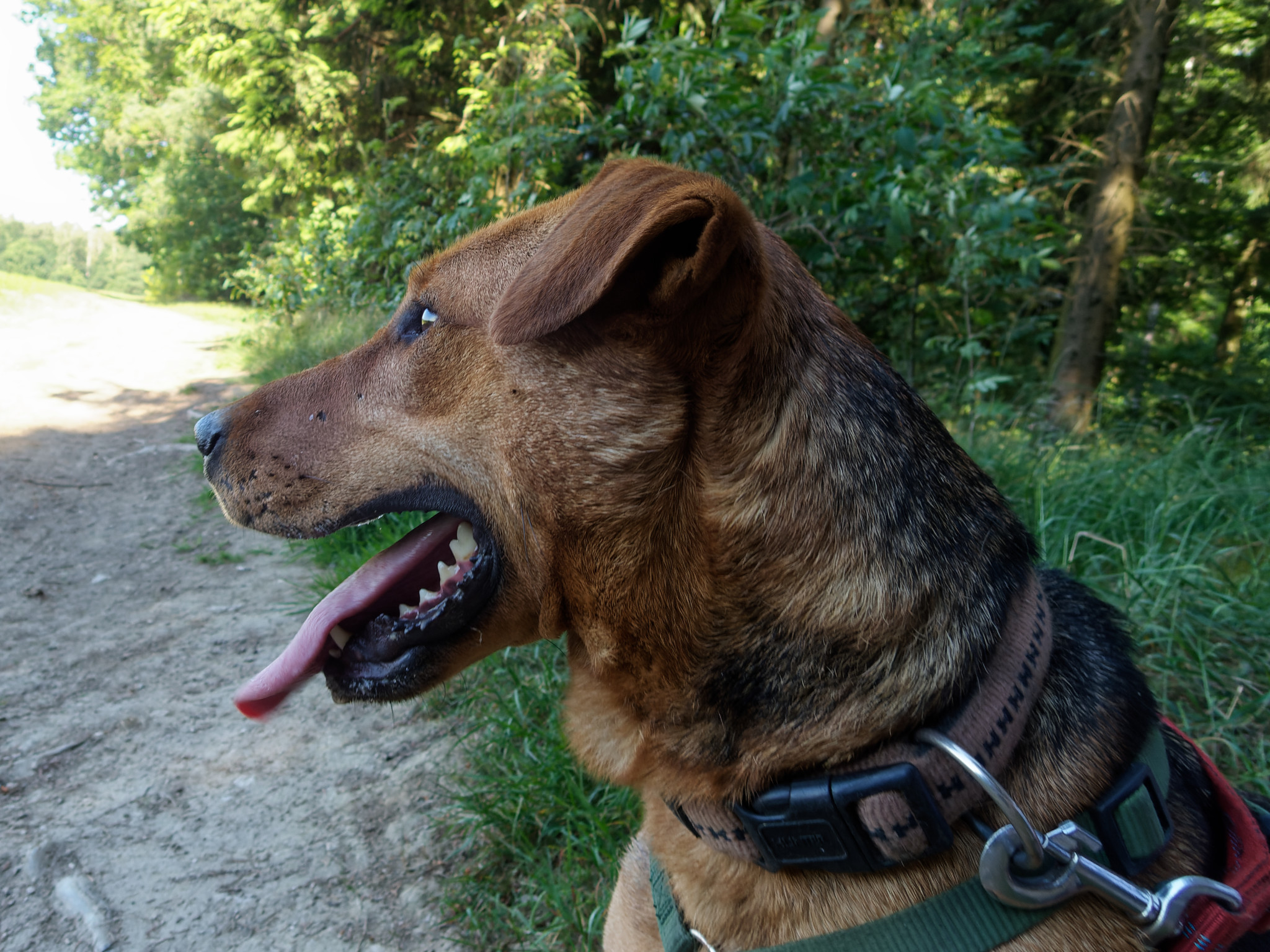 die Liebste von allen - Pipa