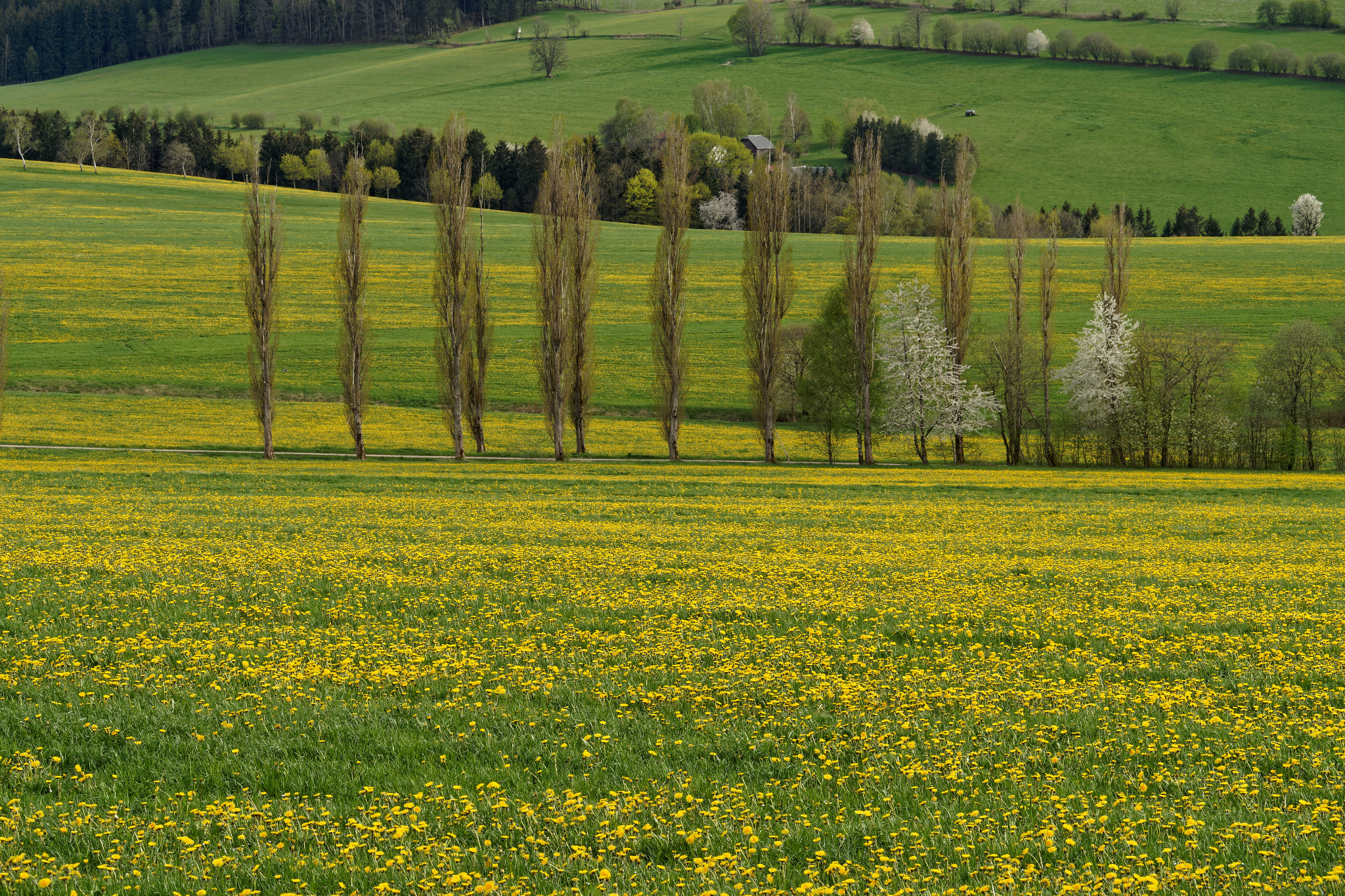 Frühjahr 2021 - Schönfeld