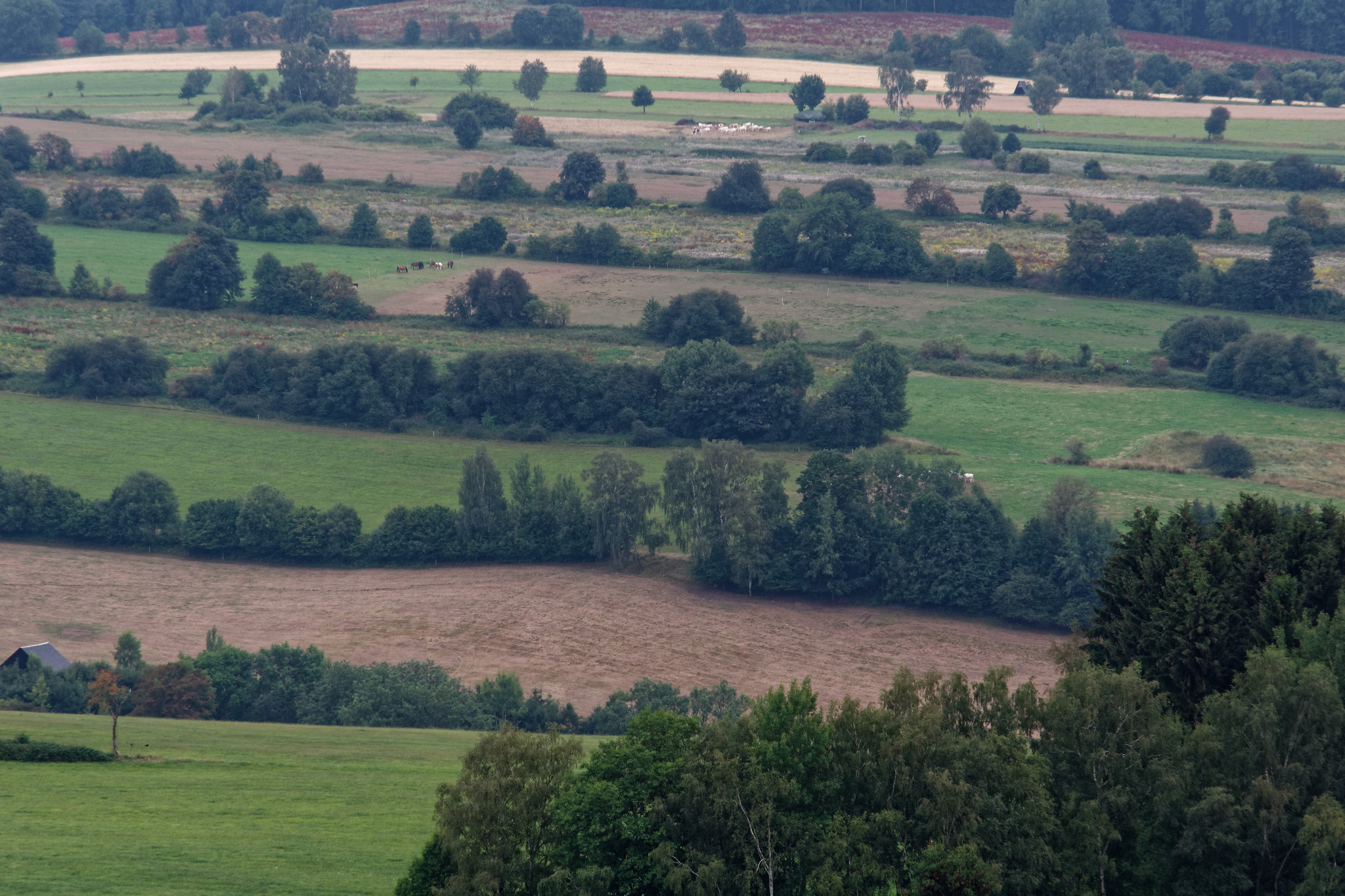 Schönfeld - Ende Juli 2018
