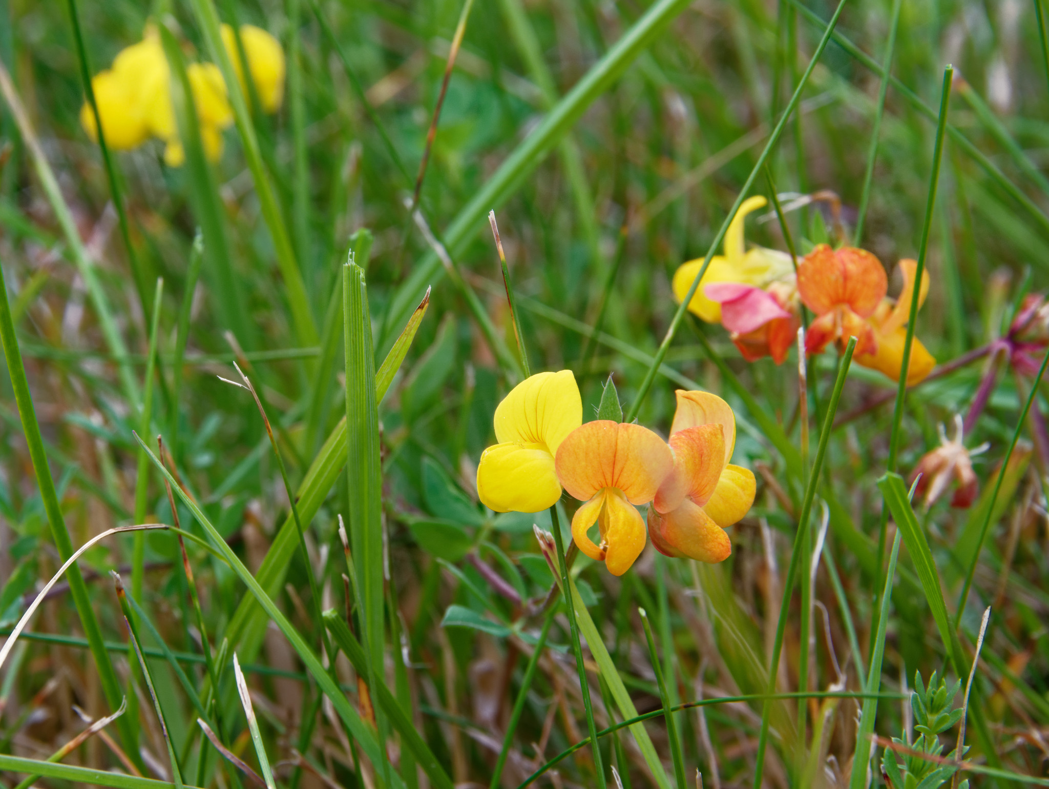 Schönfeld - Ende Juli 2018