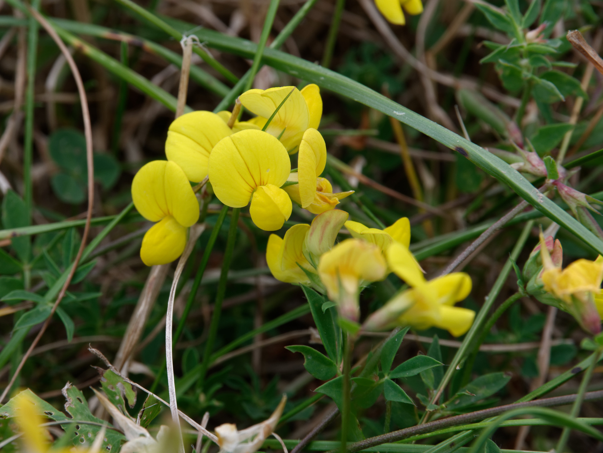 Schönfeld - Ende Juli 2018