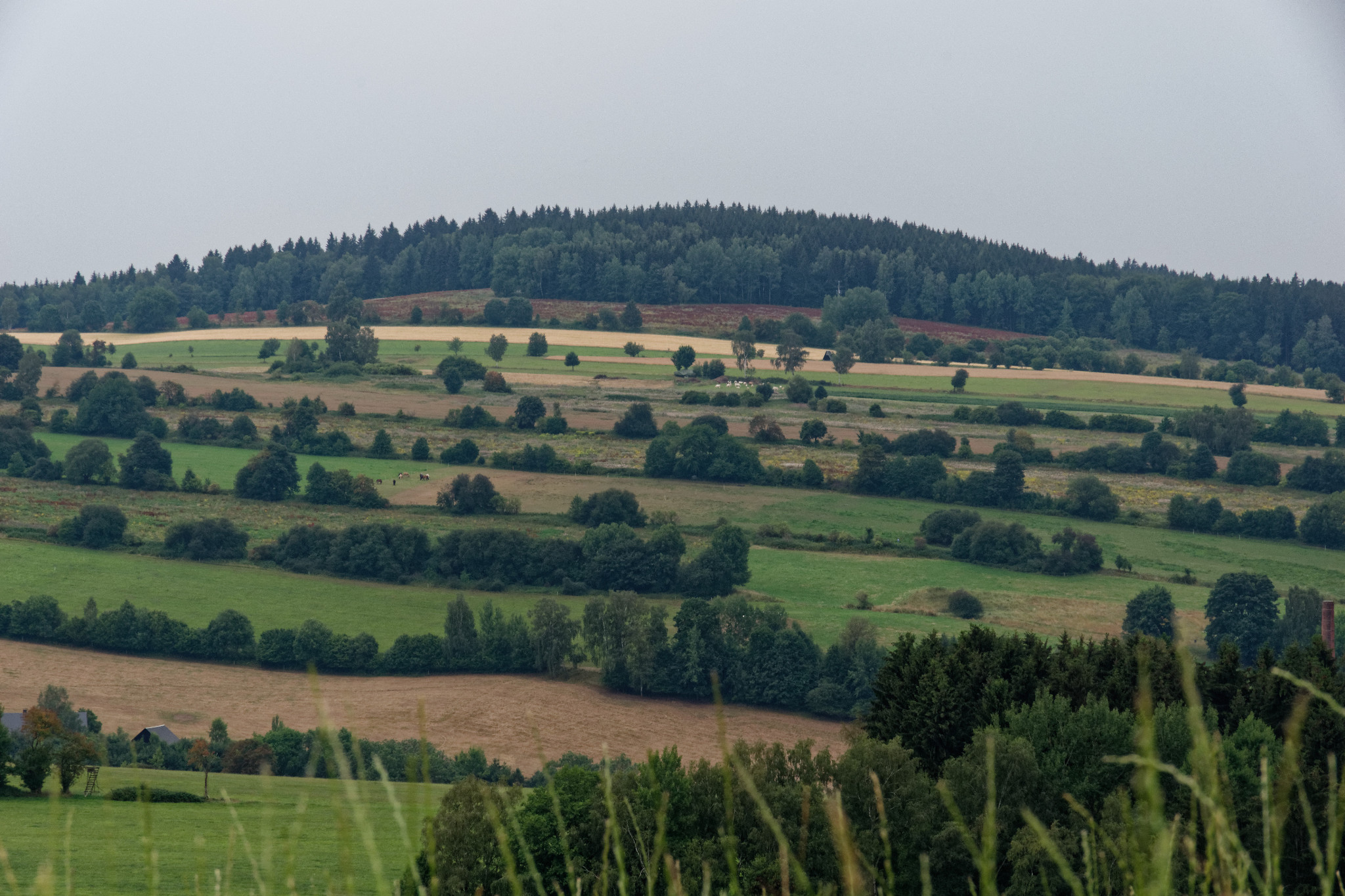Schönfeld - Ende Juli 2018