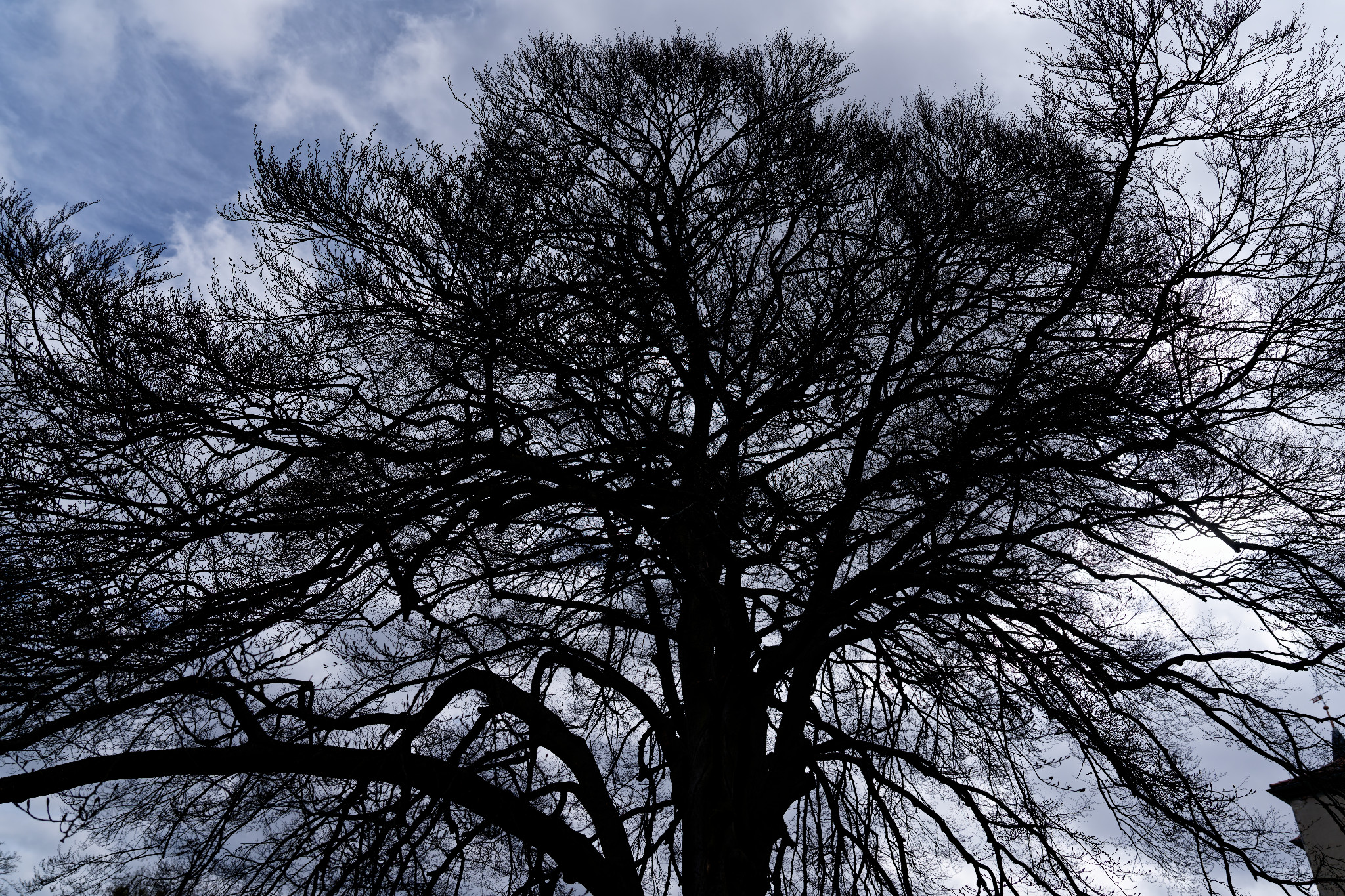 Ein richtig großer Baum
