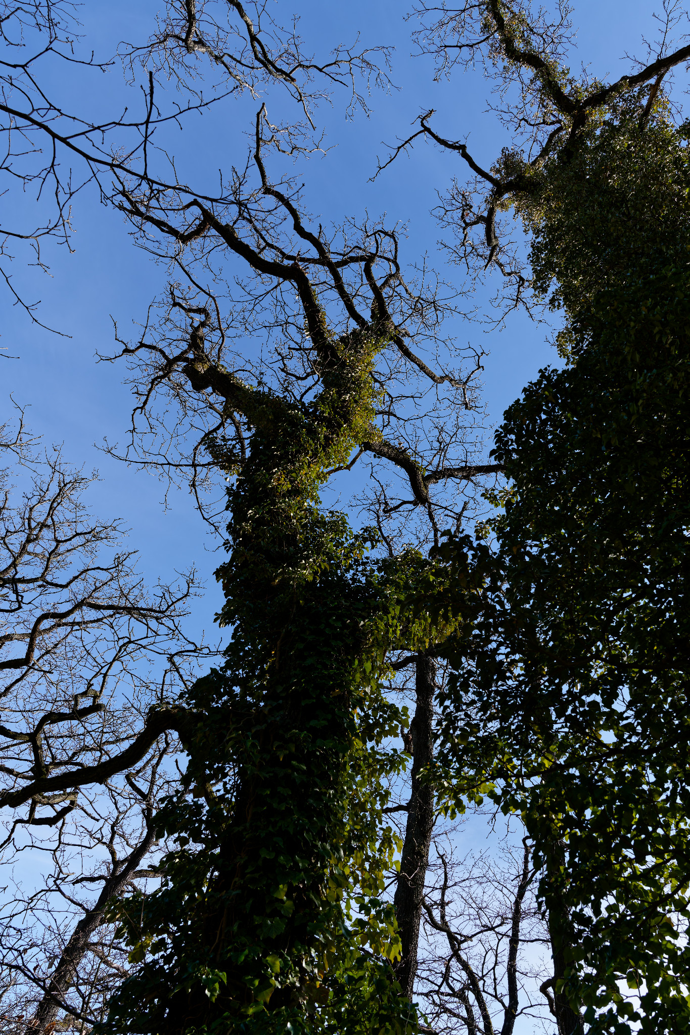 Kyffhäuser - Barbarossa