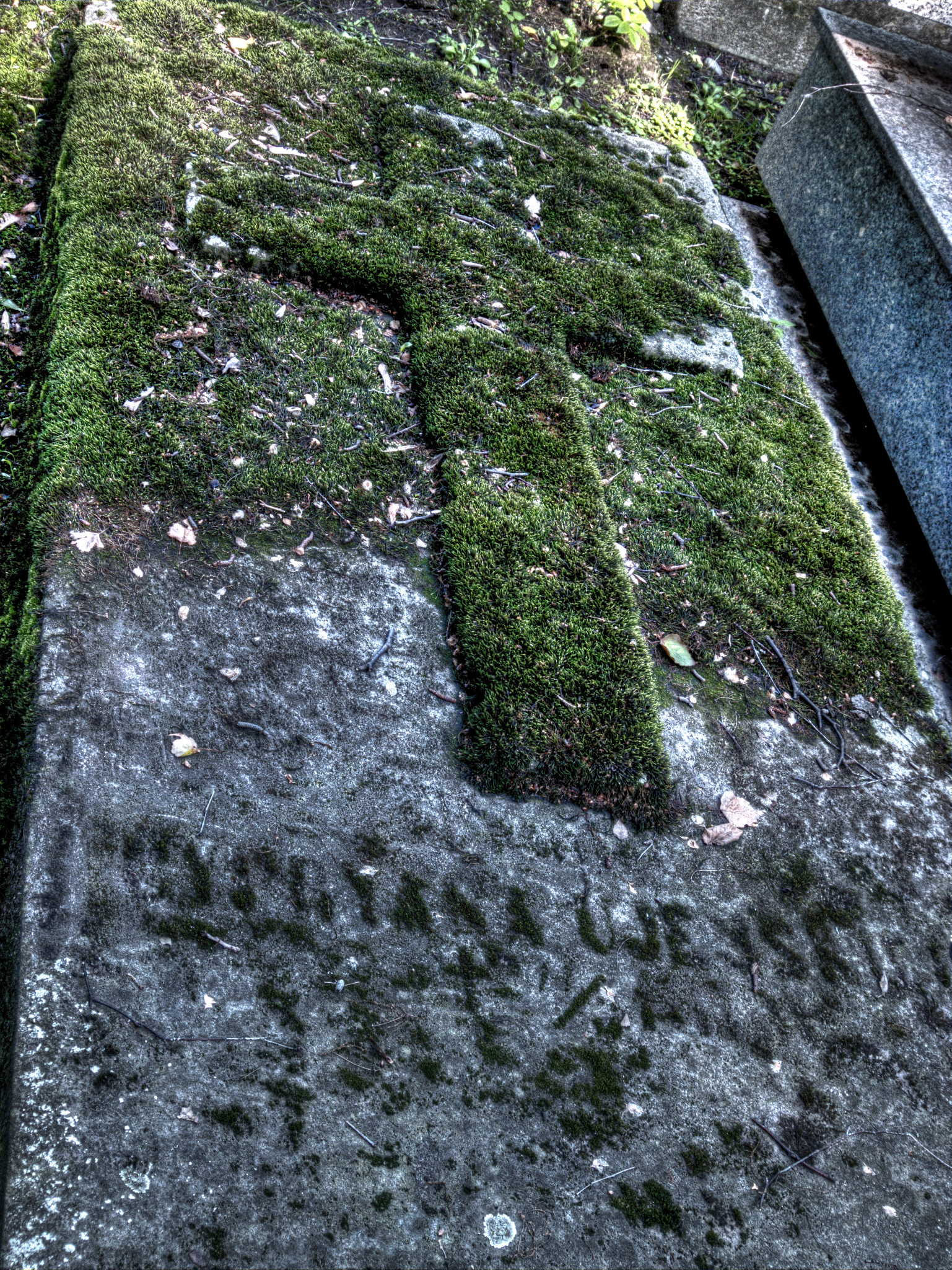 Stary cmentarz - Tarnów 09/2013