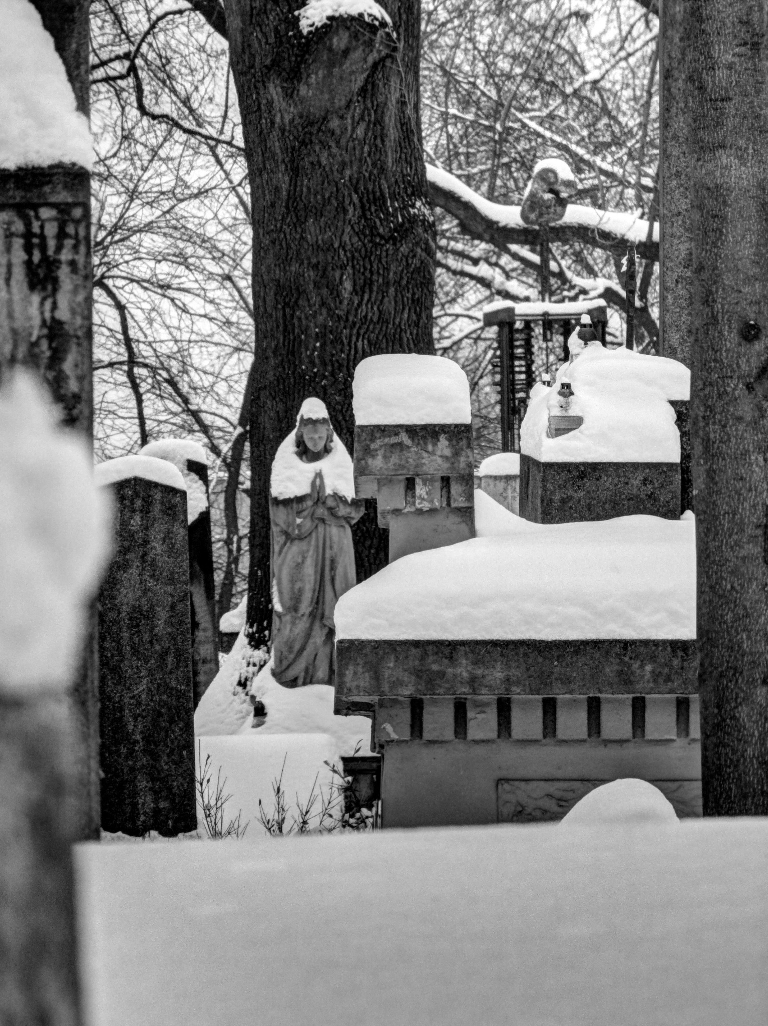 Stary cmentarz - Tarnów 01/2014
