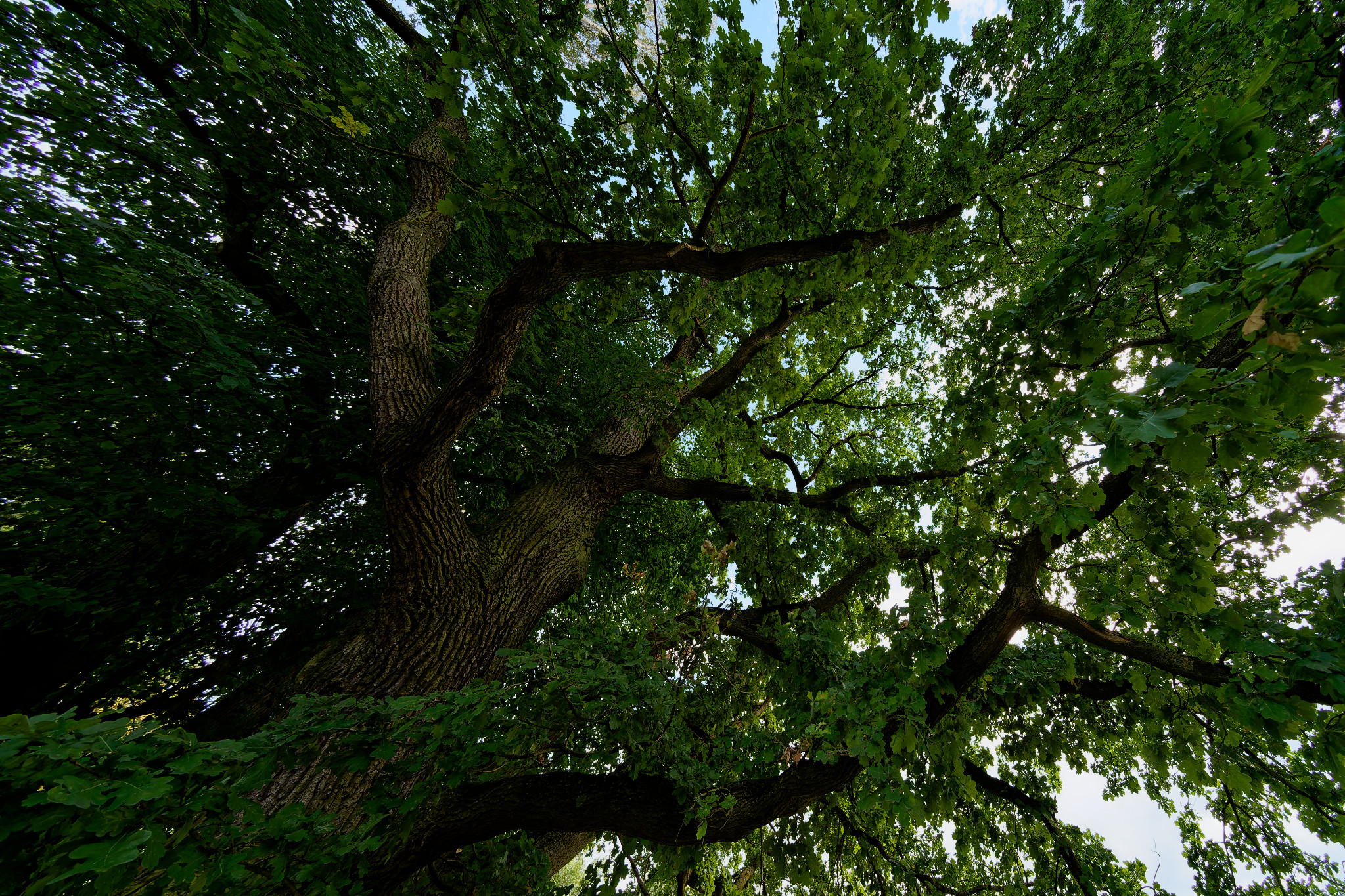 Grünfelder Park