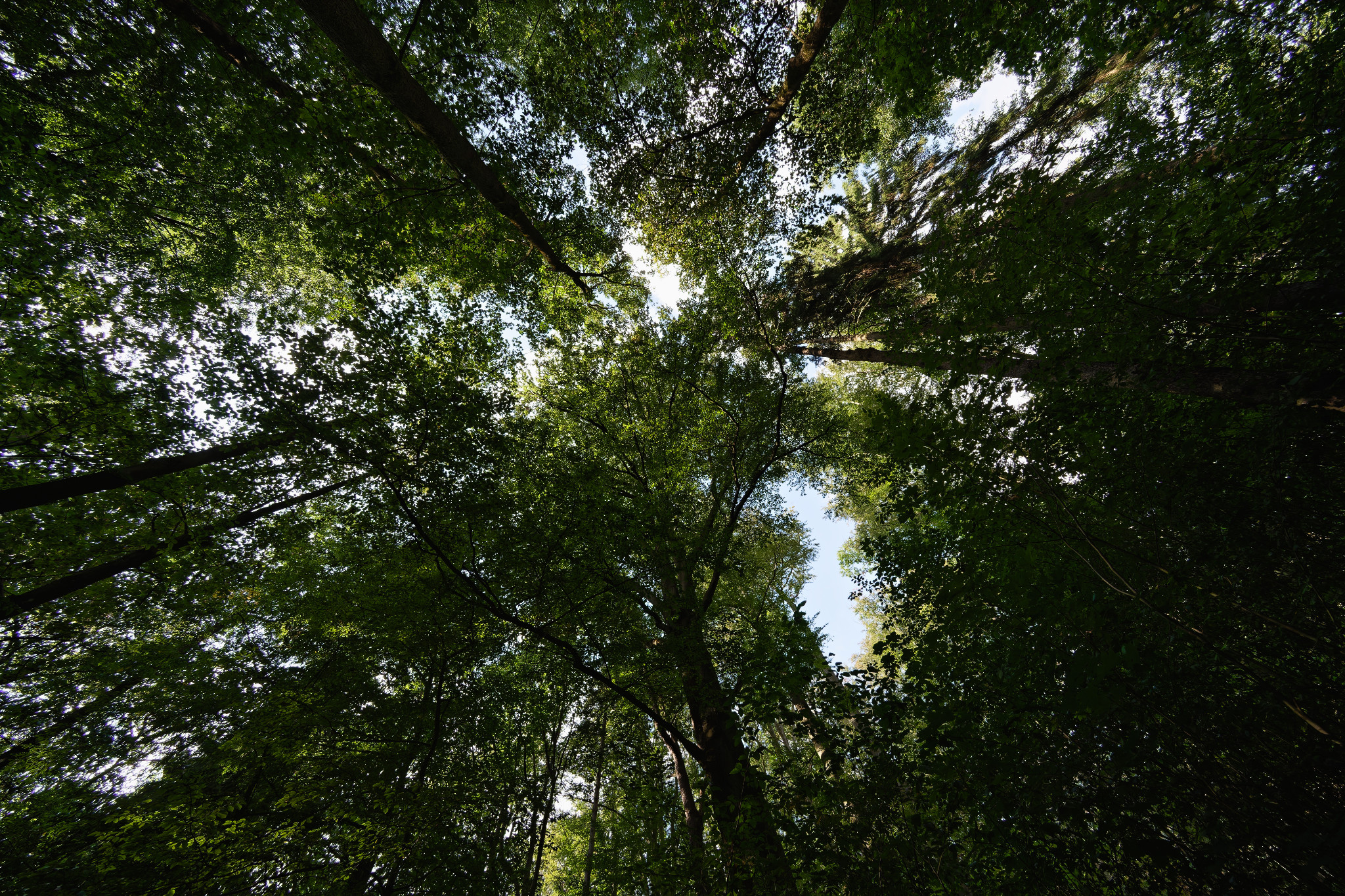 Grünfelder Park