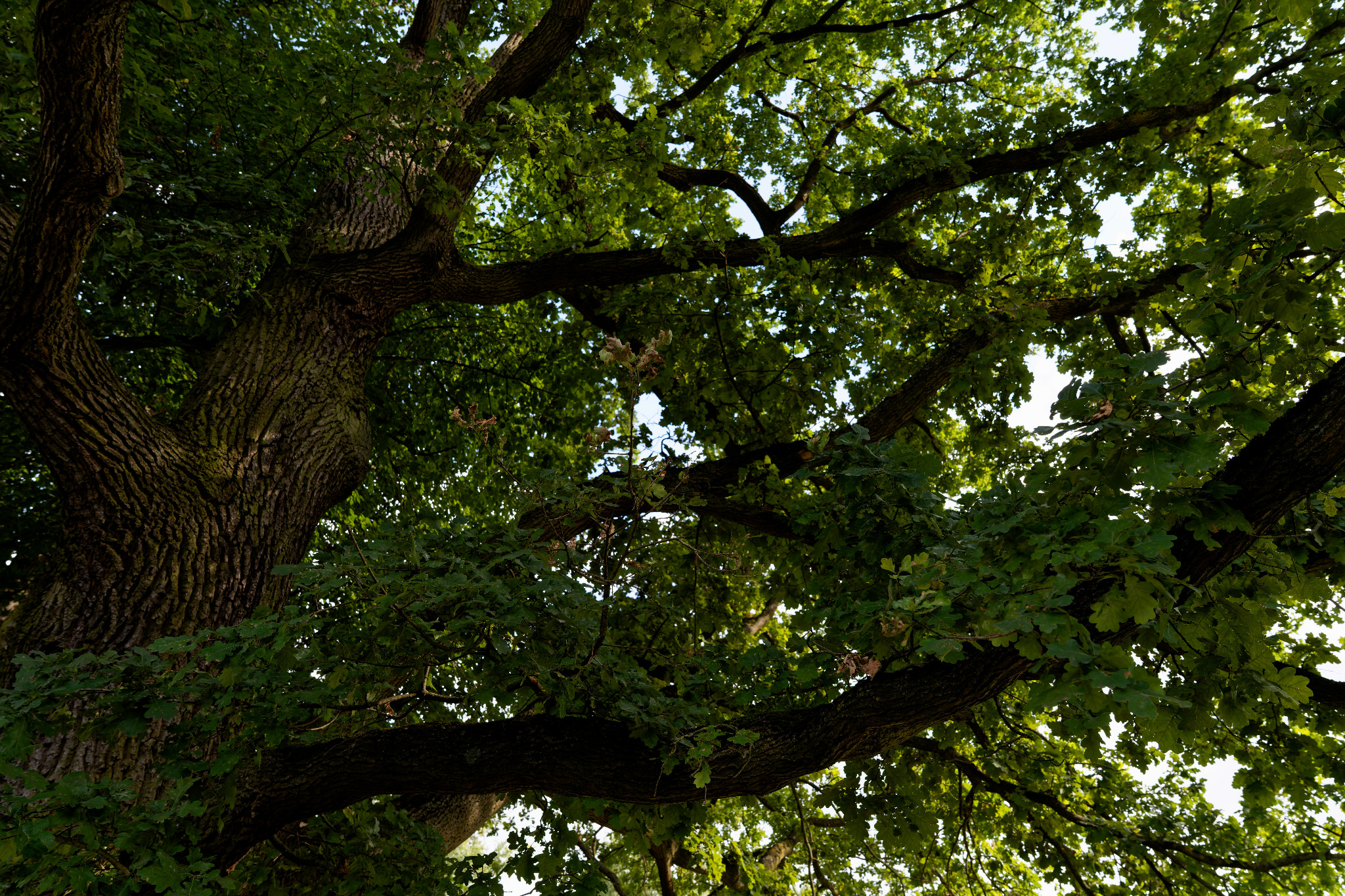 Grünfelder Park