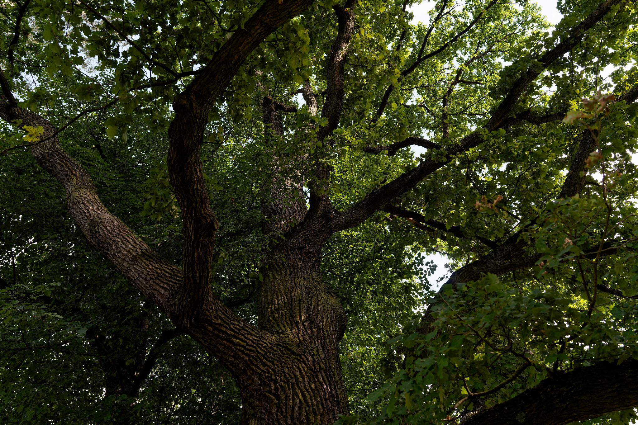 Grünfelder Park