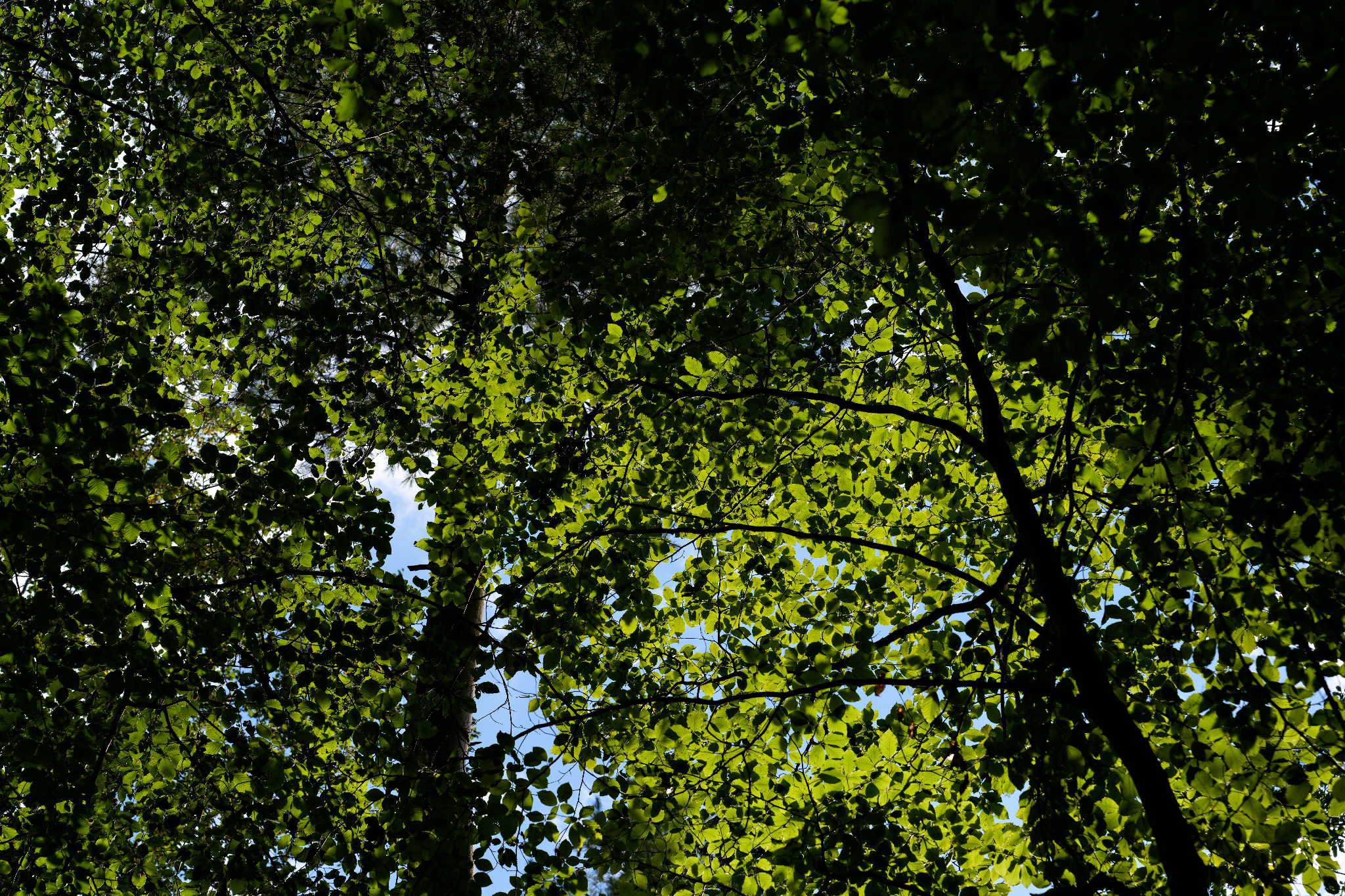 Grünfelder Park