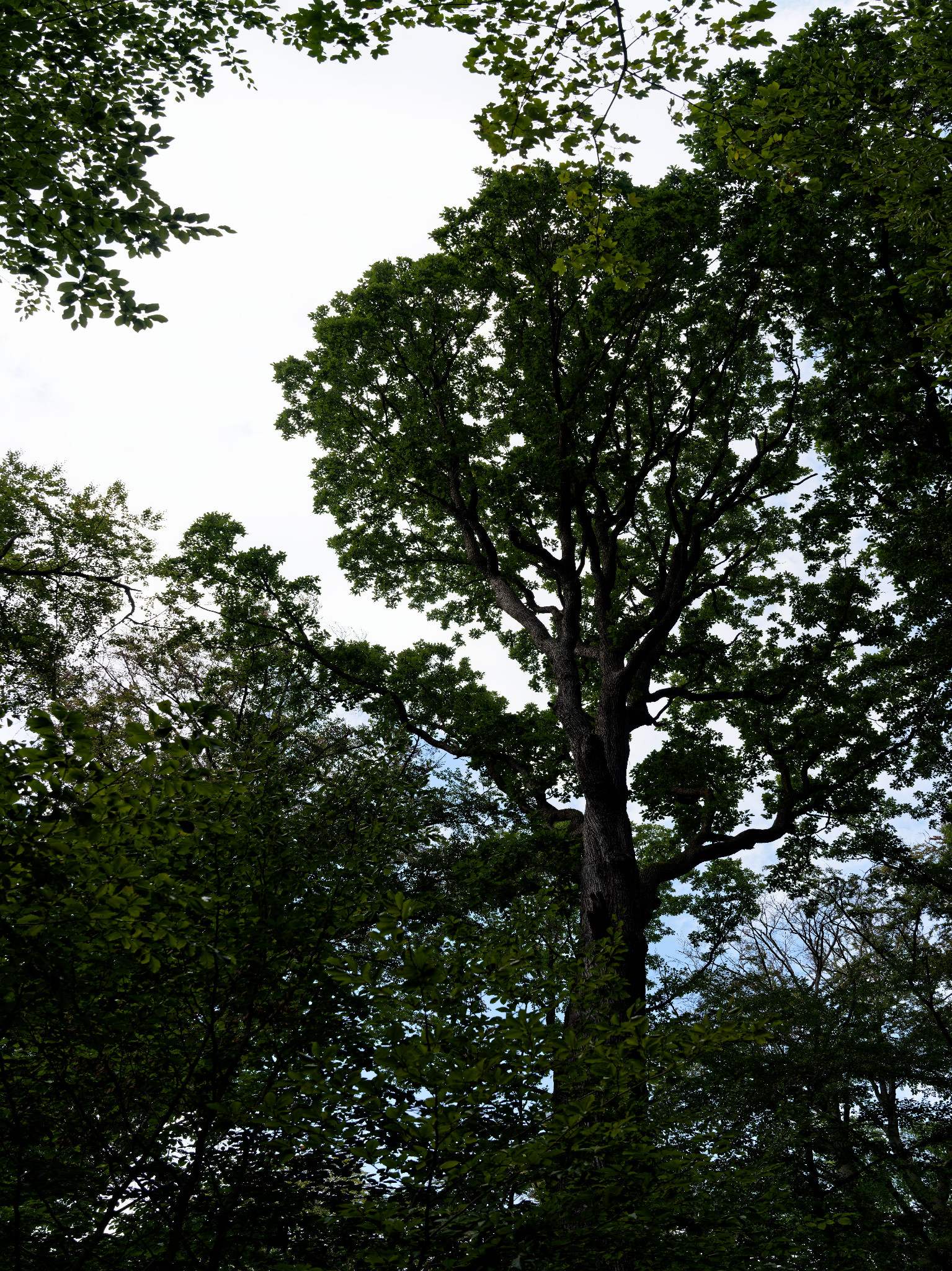 Grünfelder Park
