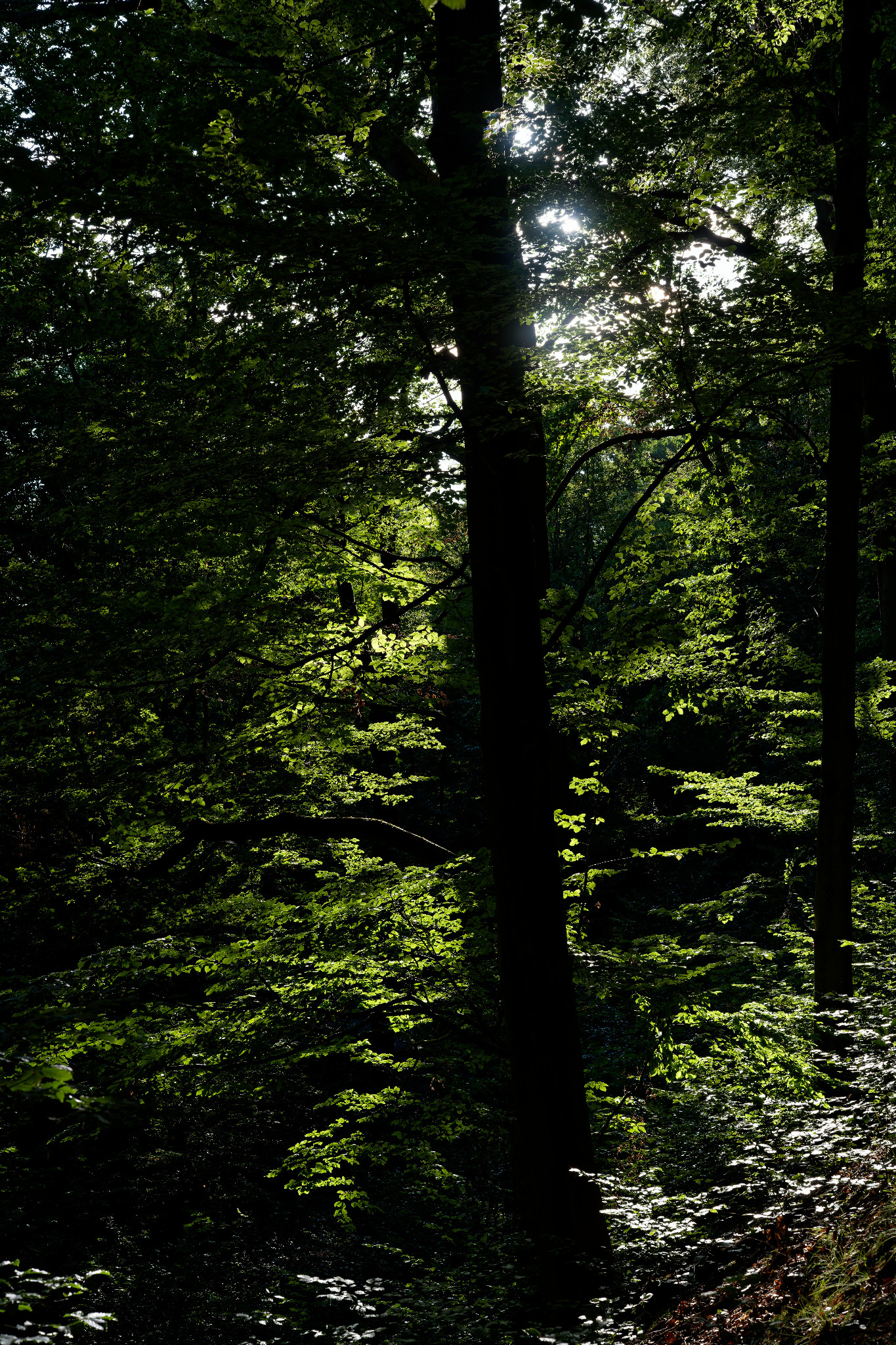 Grünfelder Park