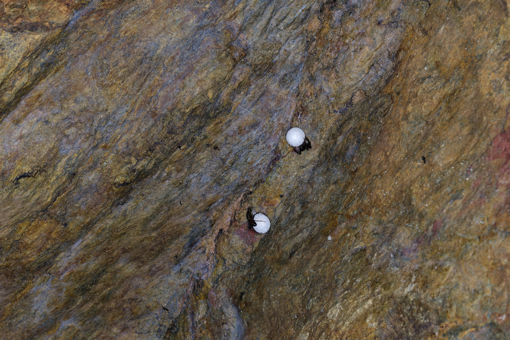 2017 07 Spinnen Braunsdorf Weberei 024