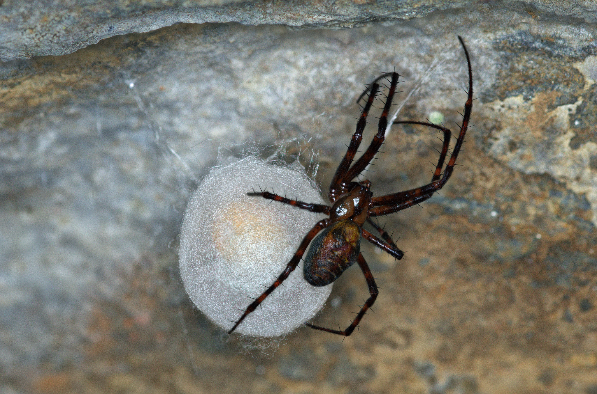 Spinne mit Kokon im Felsenkeller der Weberei Braunsdorf
