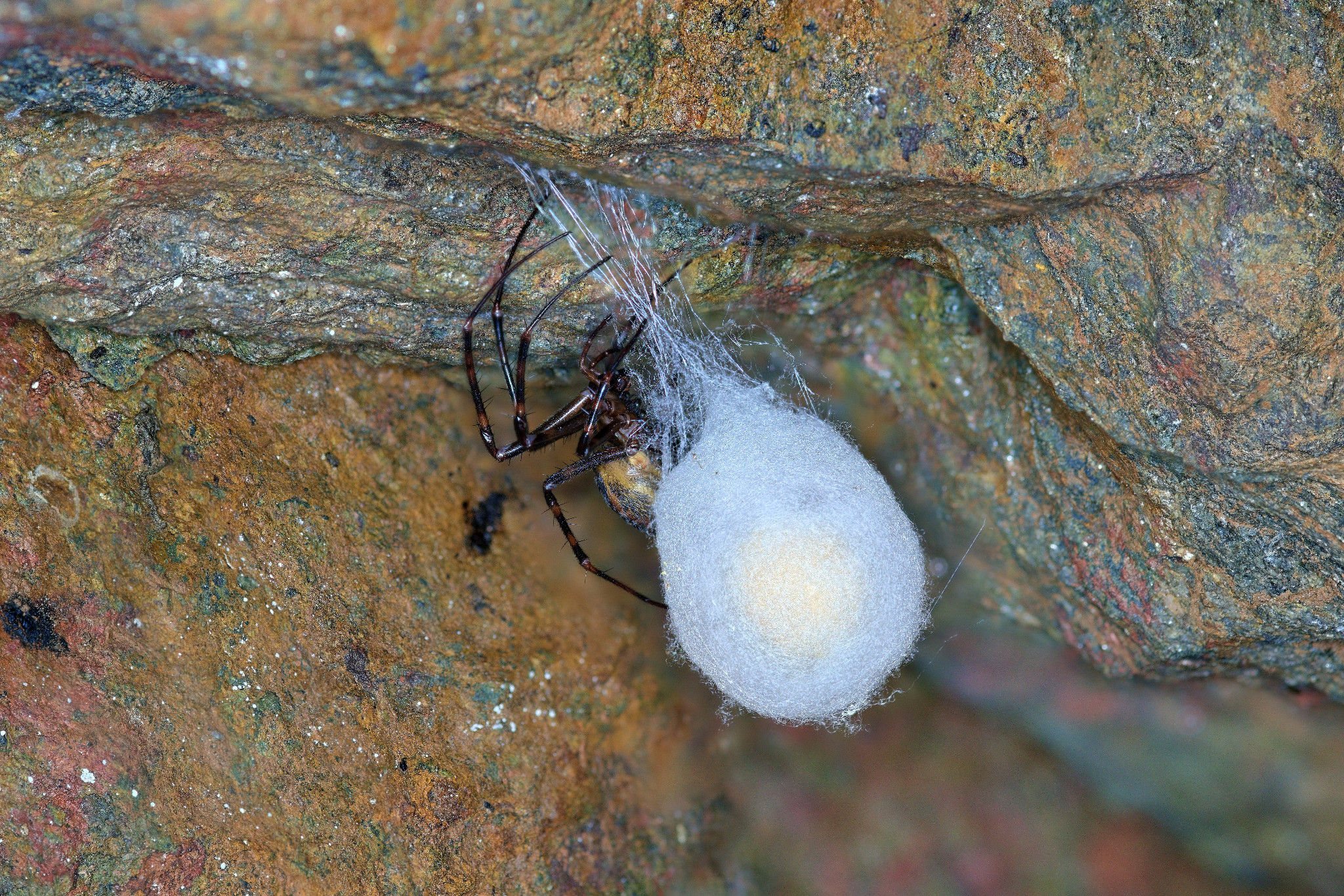 Spinne mit Kokon im Felsenkeller der Weberei Braunsdorf