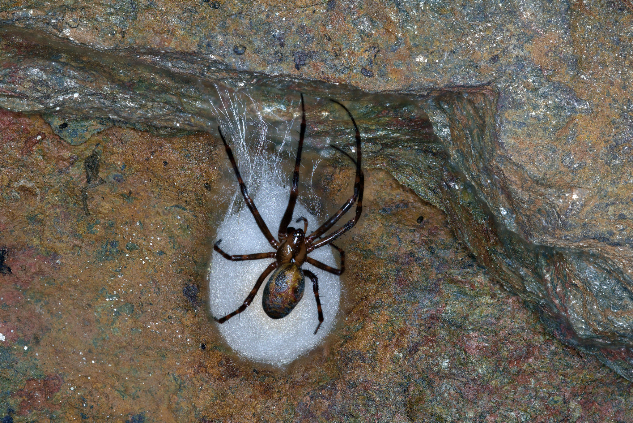 Spinne mit Kokon im Felsenkeller der Weberei Braunsdorf