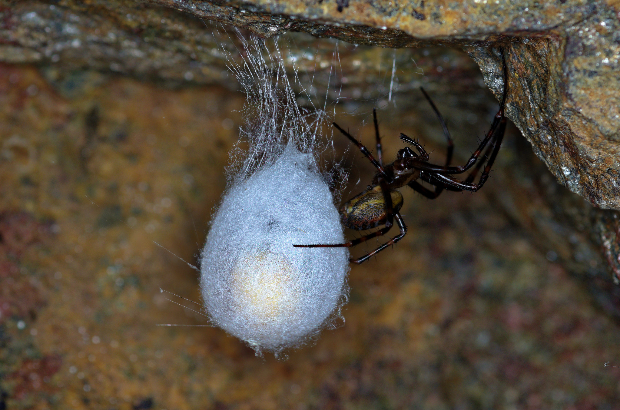 Spinnen im Felsenkeller der Weberei