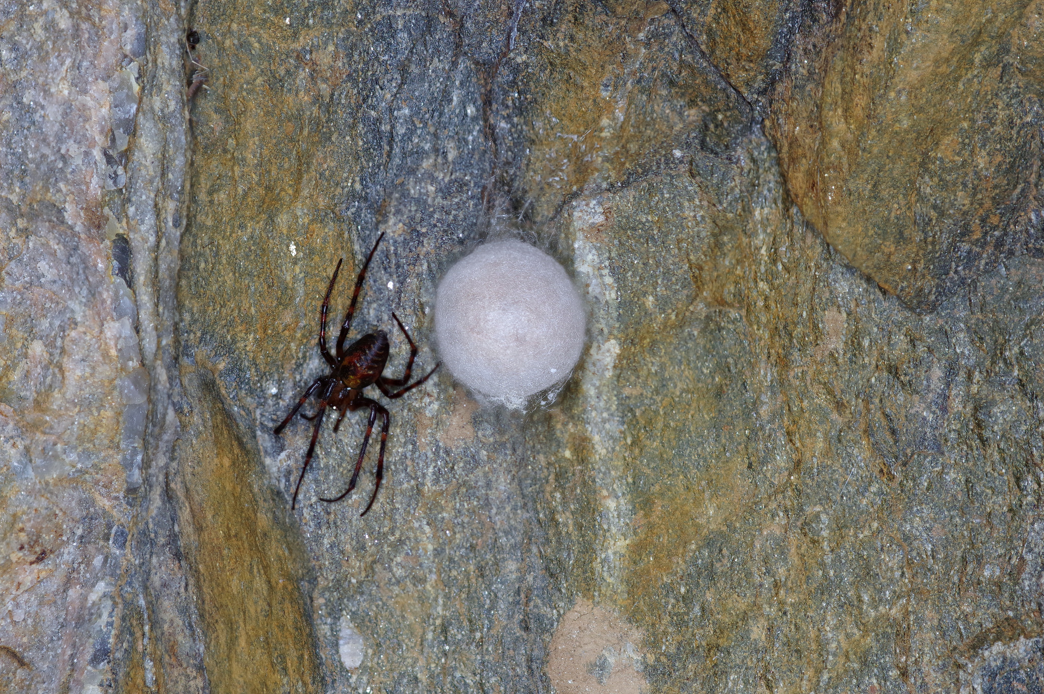 Spinnen im Felsenkeller der Weberei