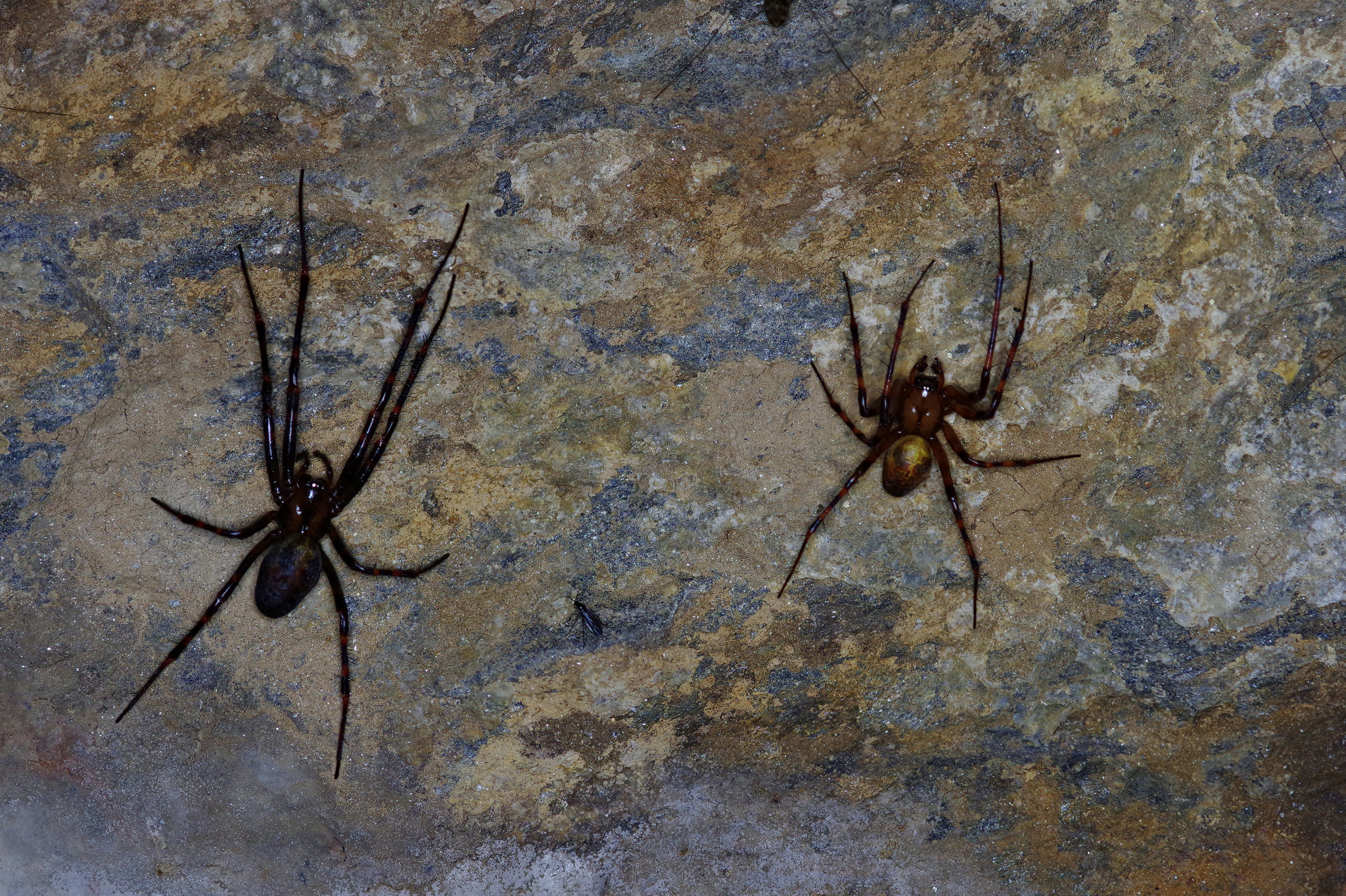 Spinnen im Felsenkeller der Weberei