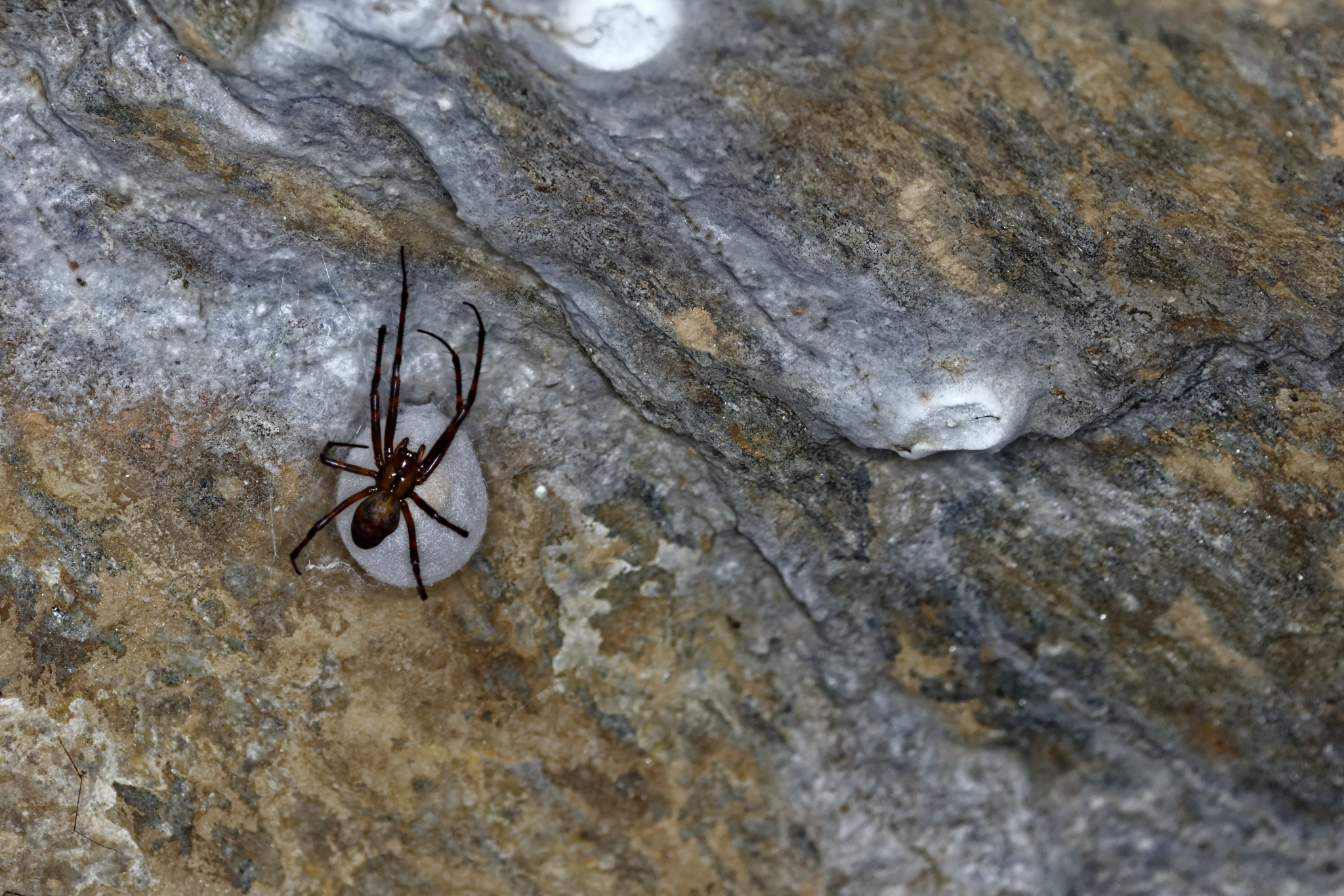 Spinnen im Felsenkeller der Weberei