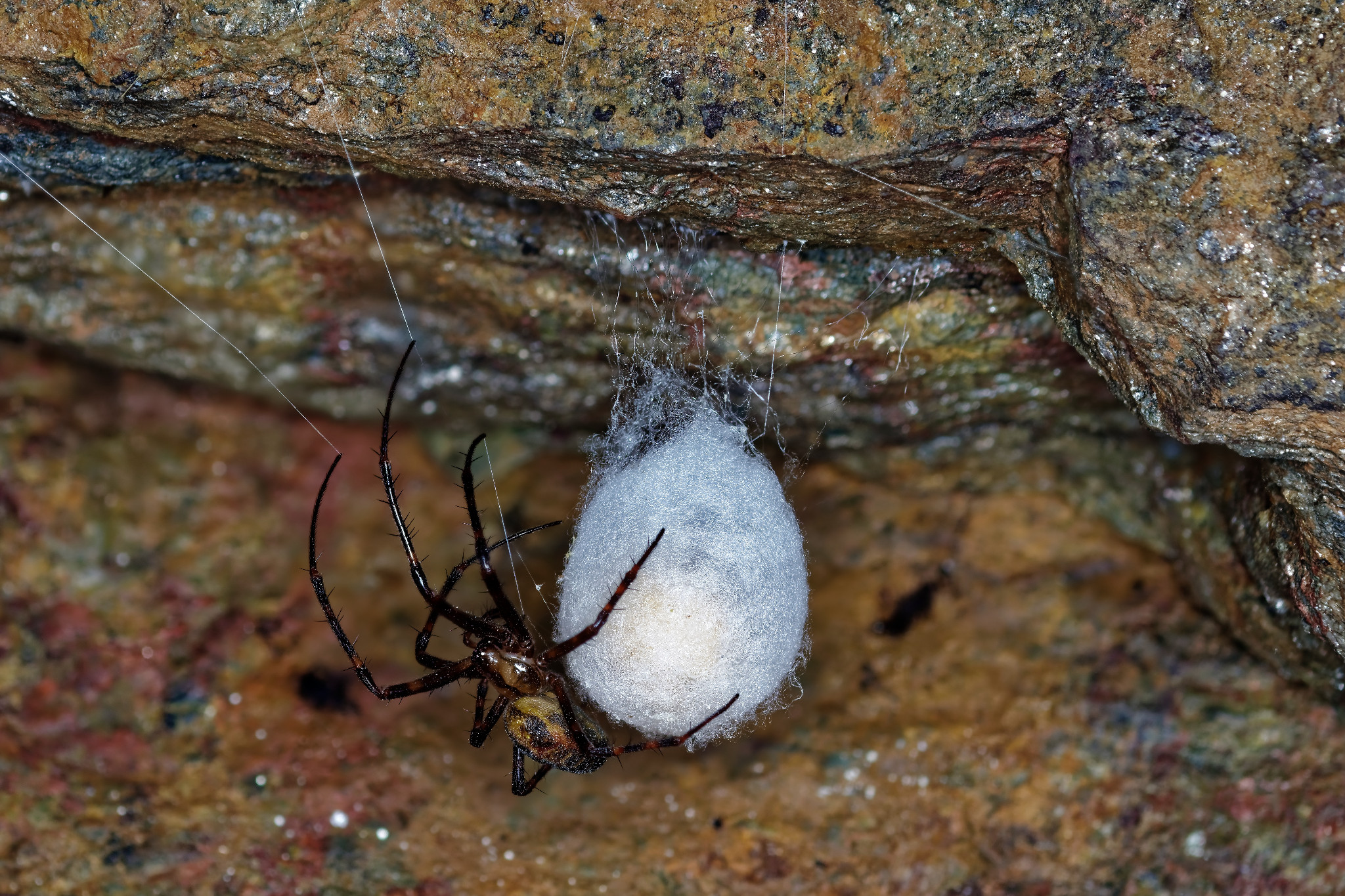 Spinne mit Kokon im Felsenkeller der Weberei Braunsdorf