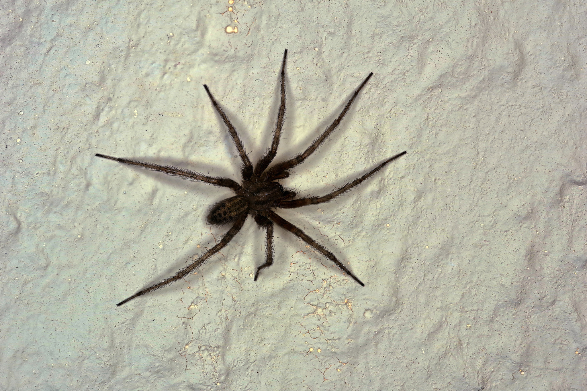 Spinne im Wohnzimmer - Juli 2017