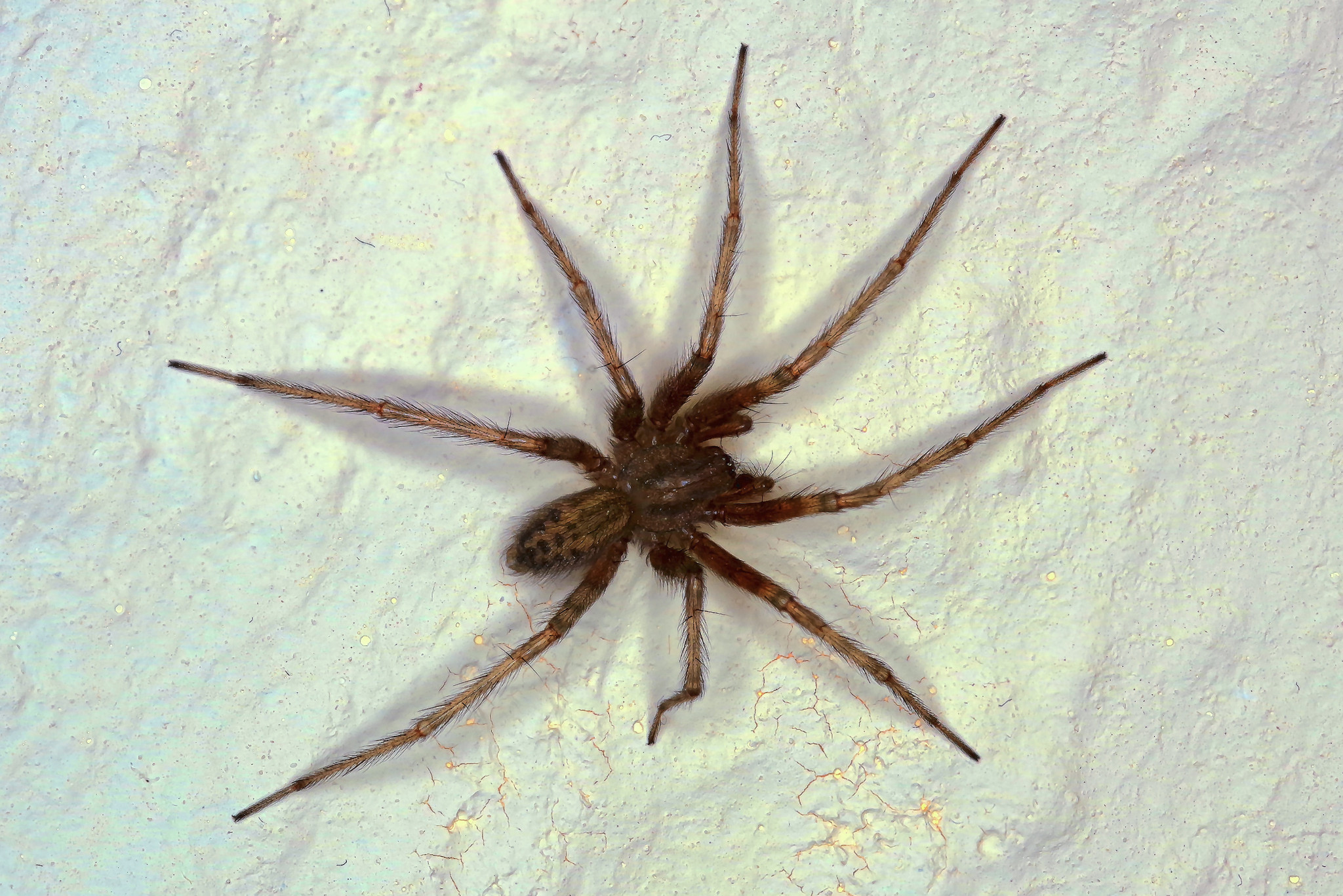 Spinne im Wohnzimmer - Juli 2017