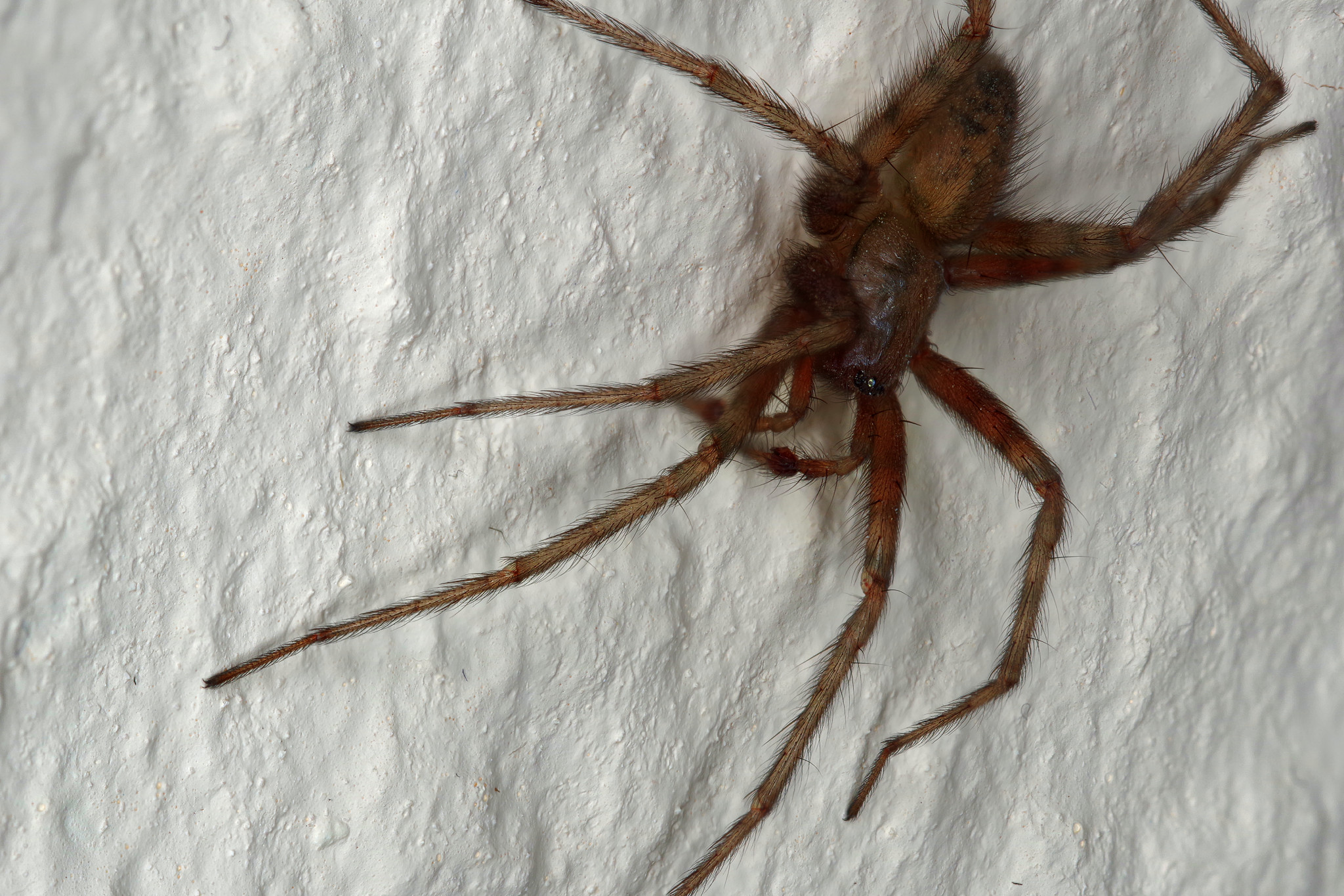 Spinne im Wohnzimmer - Juli 2017