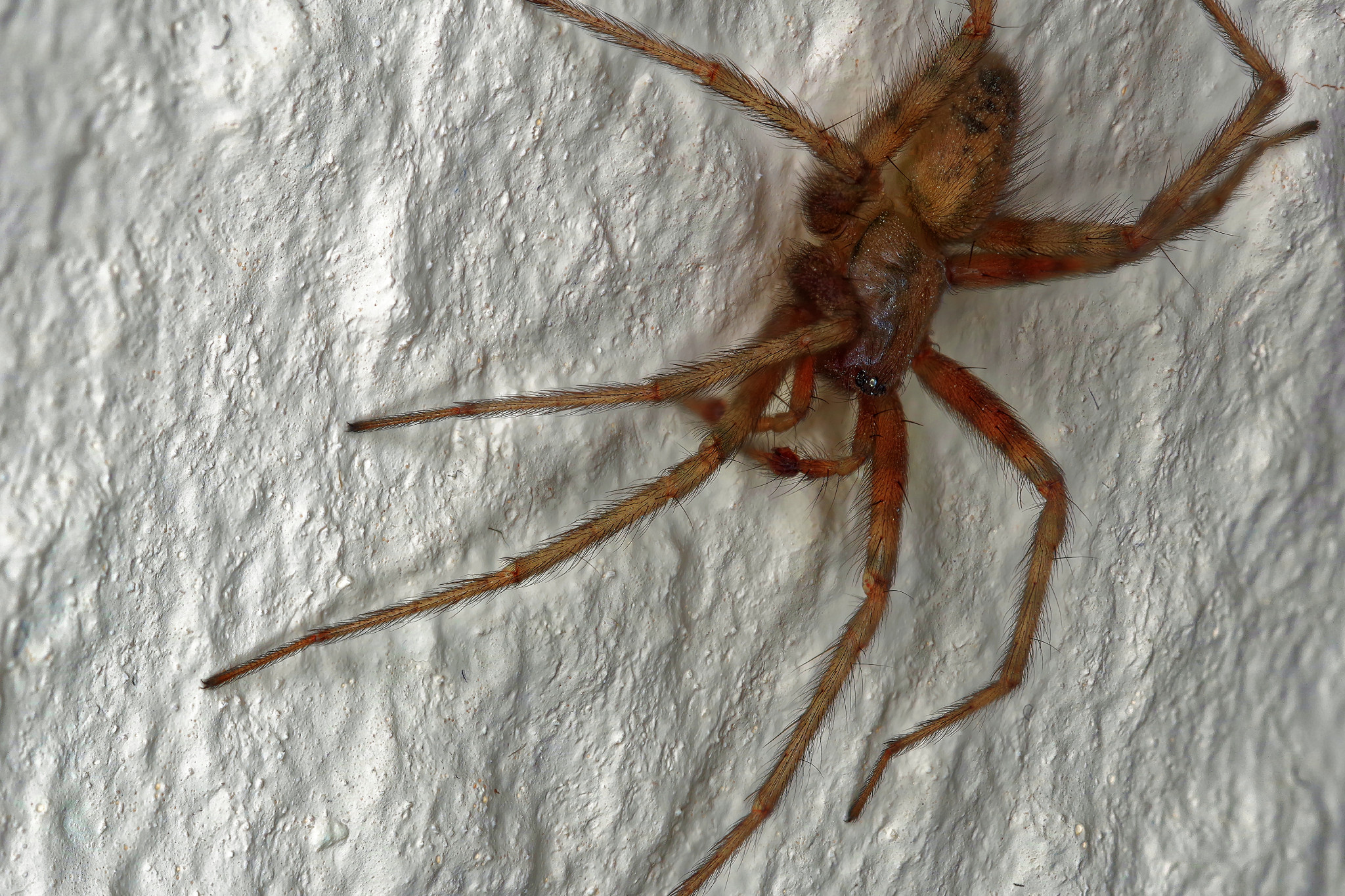 Spinne im Wohnzimmer - Juli 2017