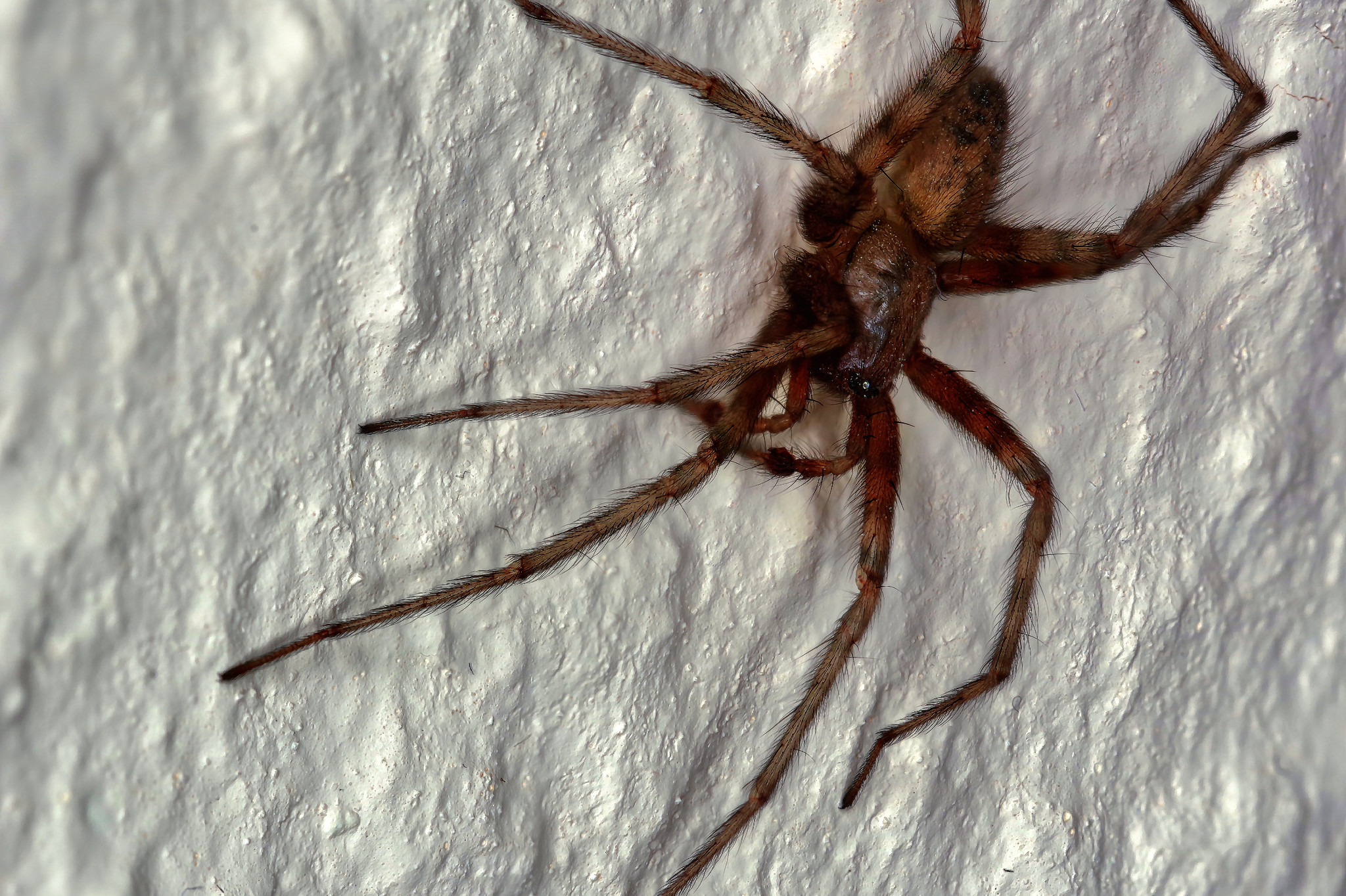 Spinne im Wohnzimmer - Juli 2017