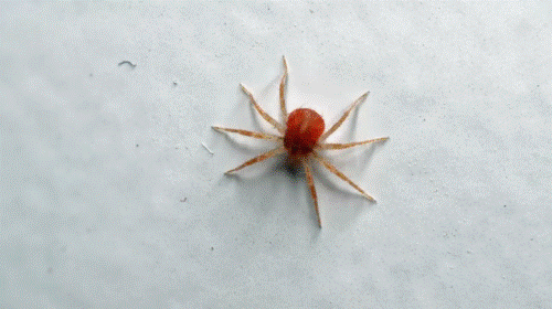 Rote Spinne hyp 12x d