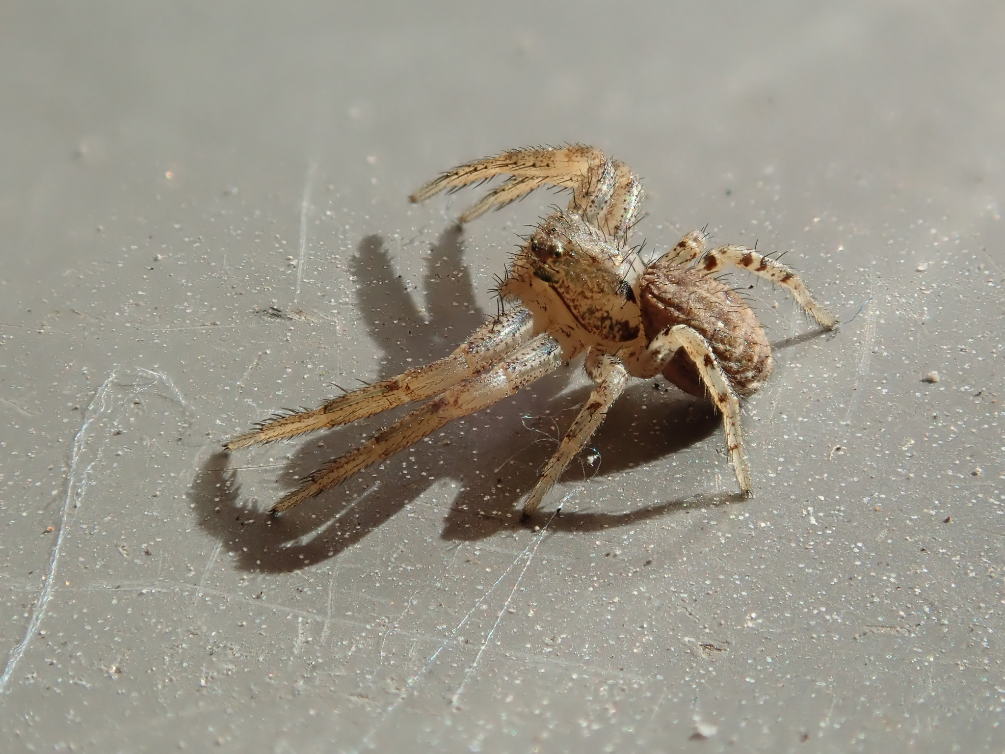 Springspinne beim Italienier