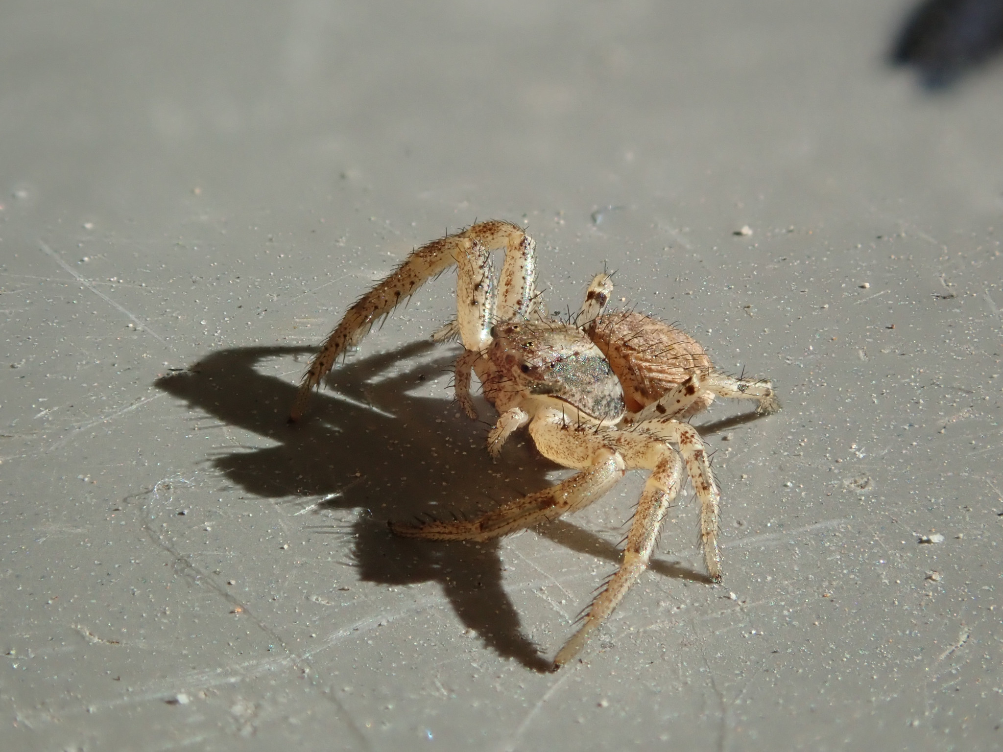 Springspinne beim Italienier