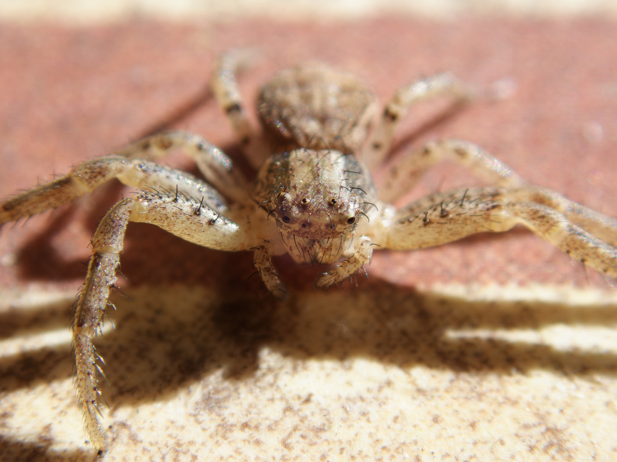 Springspinne beim Italienier