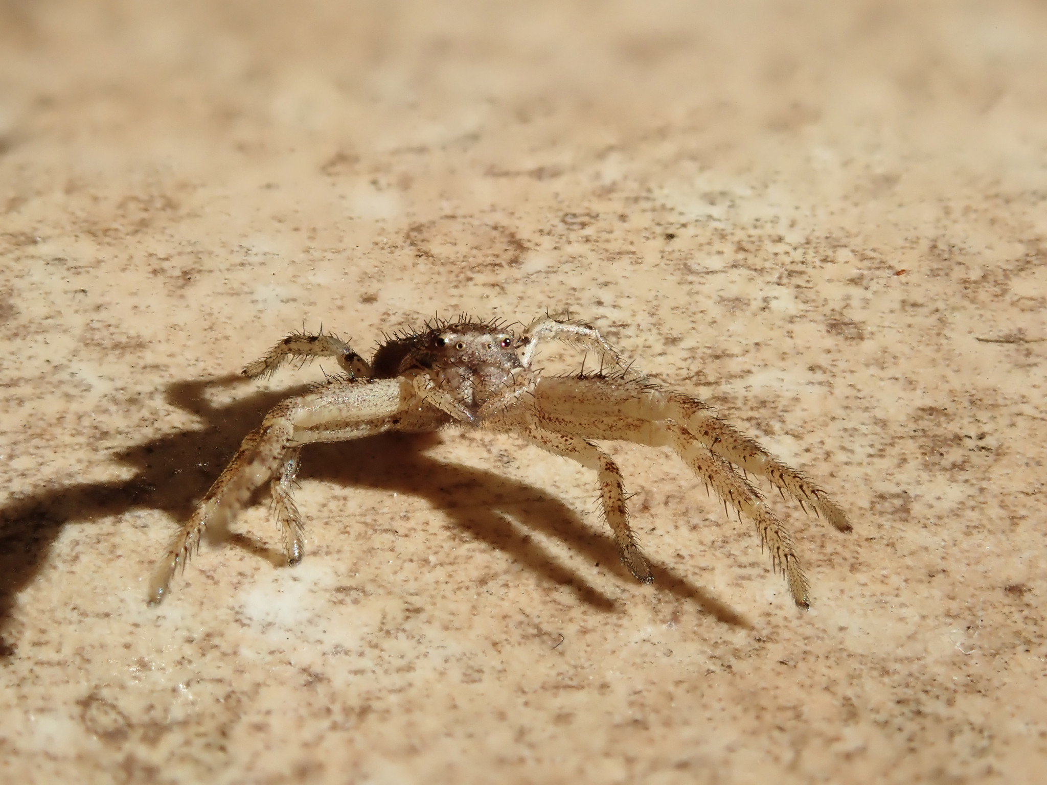 Springspinne beim Italienier